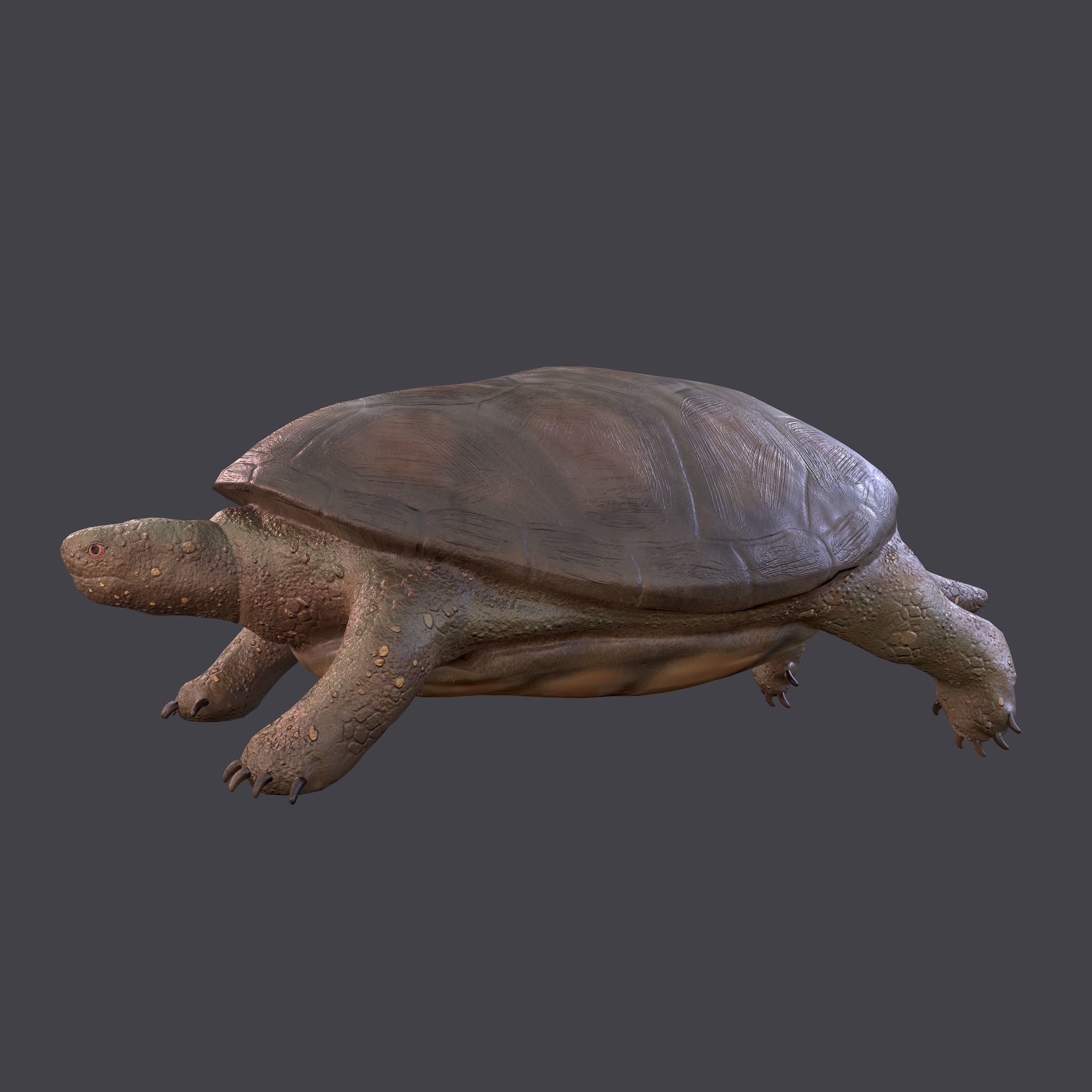 Turtle Free low-poly 3D model 10