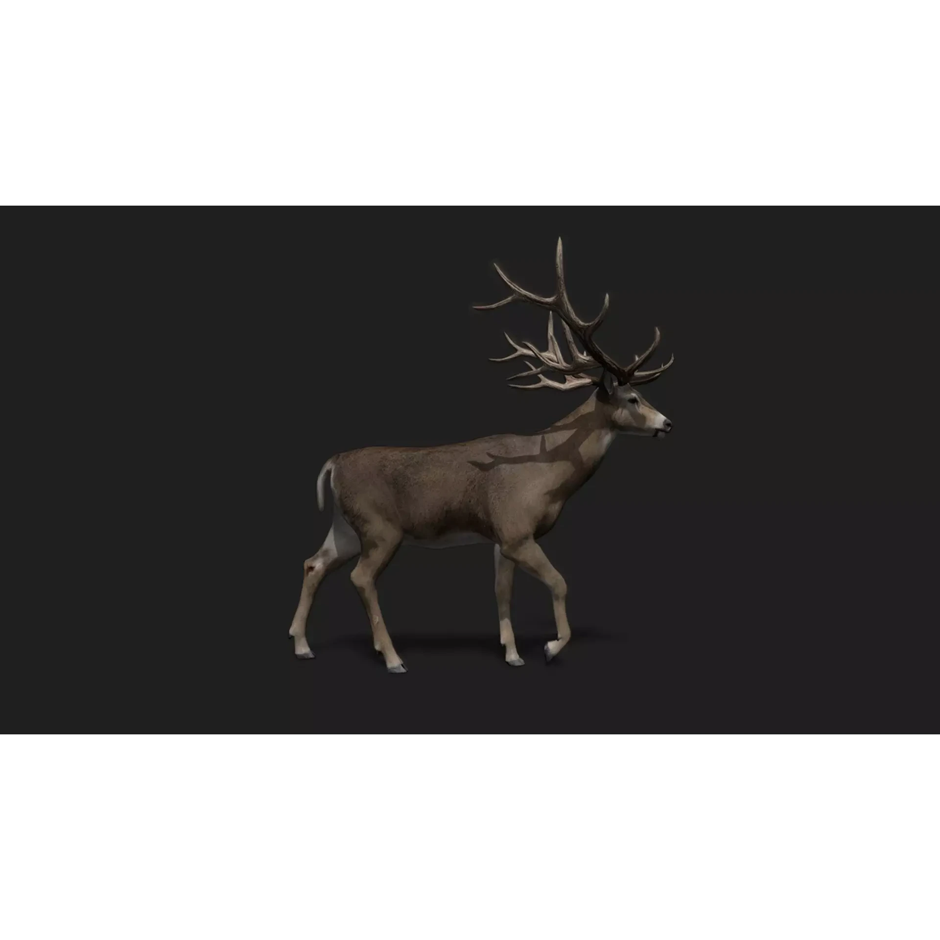 ULTIMATE 3D ANIMAL PACK Low-poly 3D model 5
