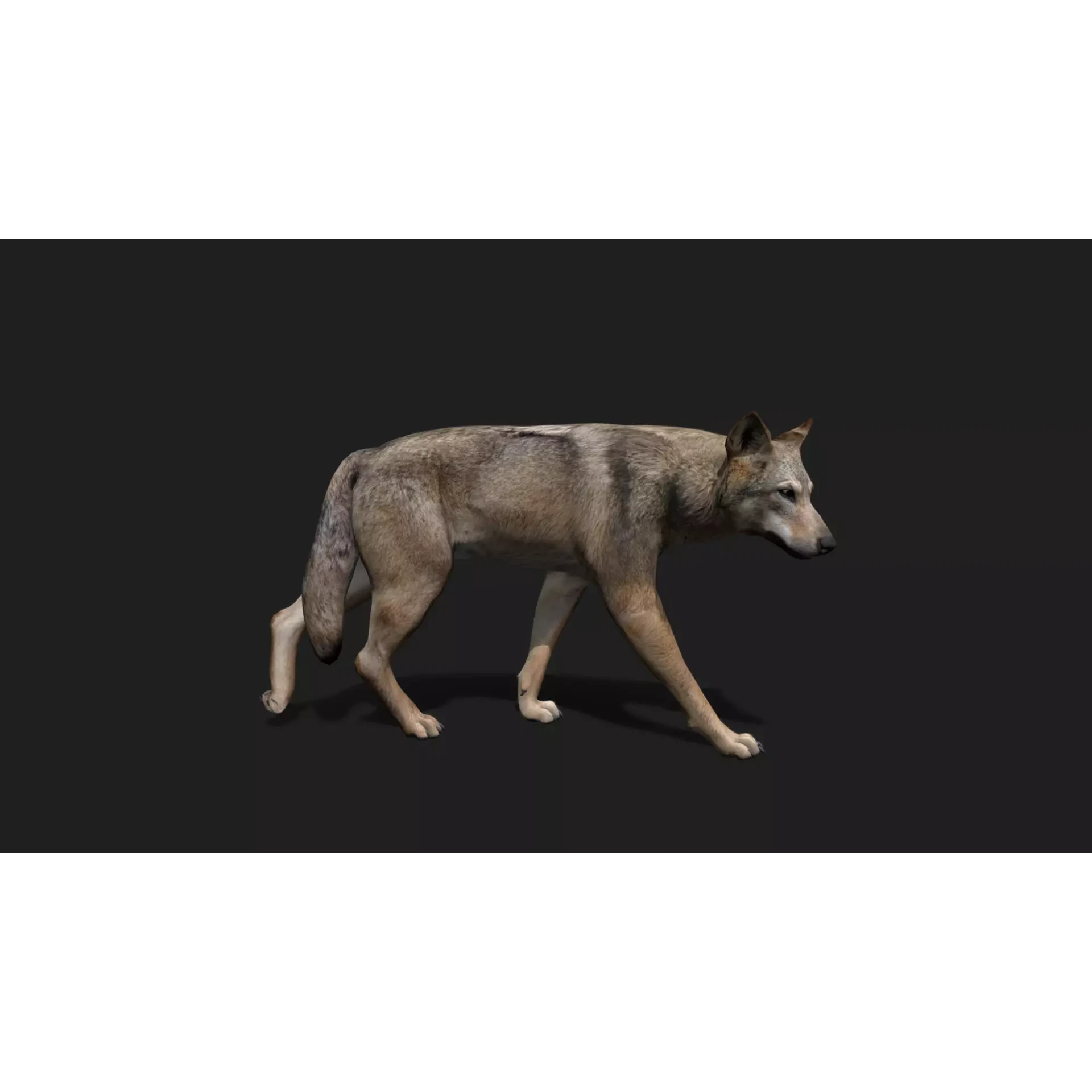 ULTIMATE 3D ANIMAL PACK Low-poly 3D model 8