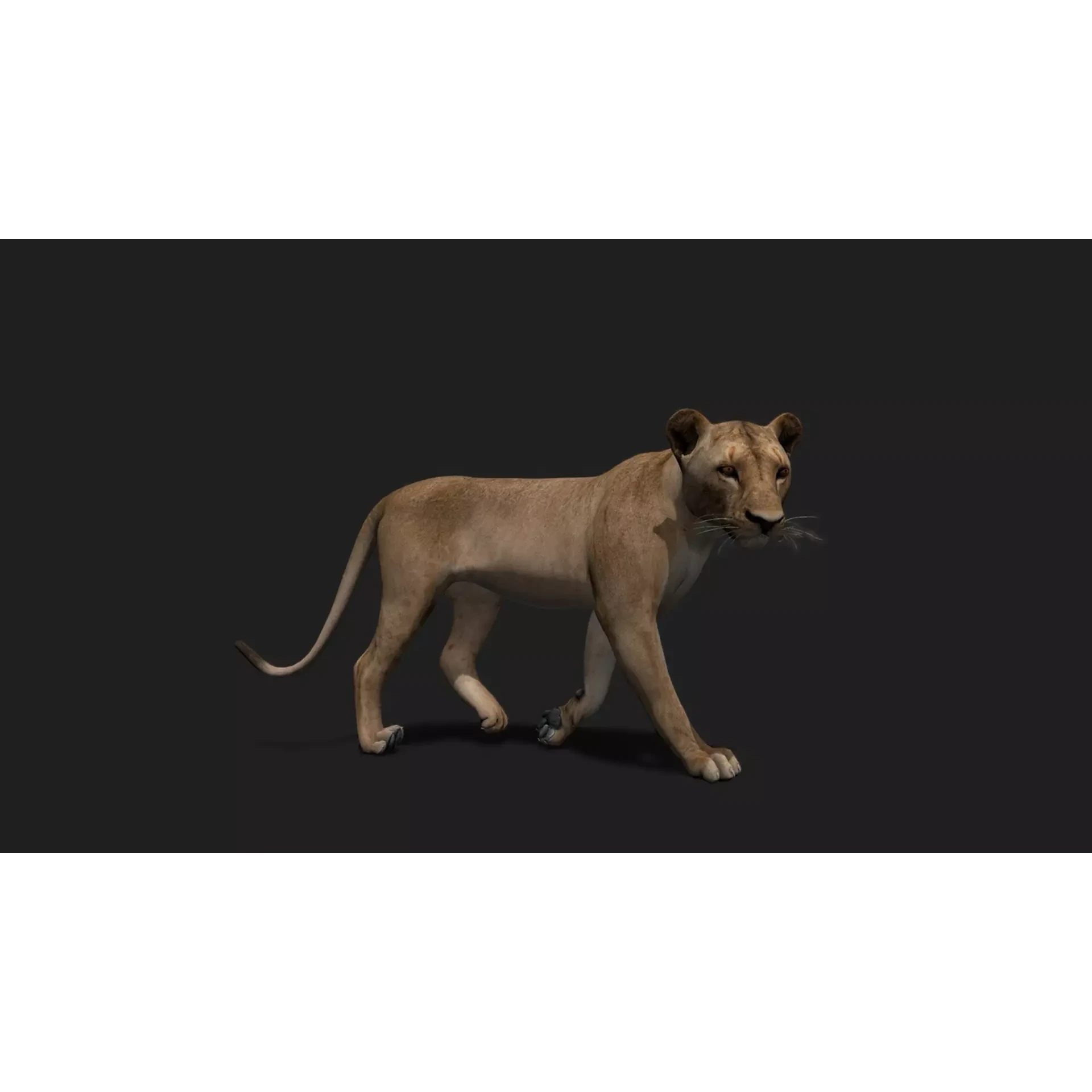 ULTIMATE 3D ANIMAL PACK Low-poly 3D model 9
