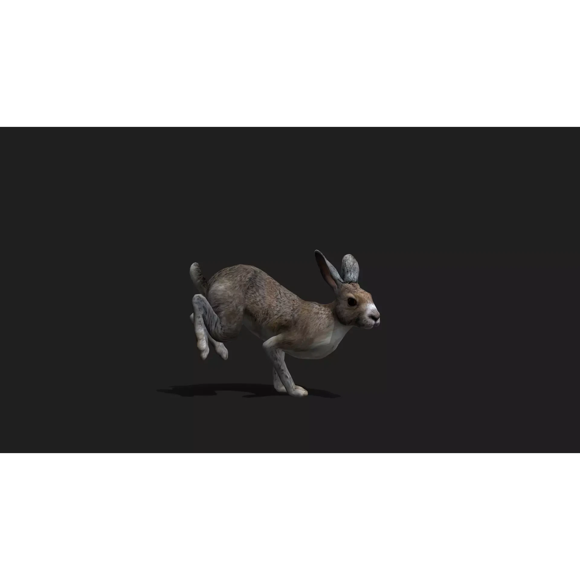 ULTIMATE 3D ANIMAL PACK Low-poly 3D model 10