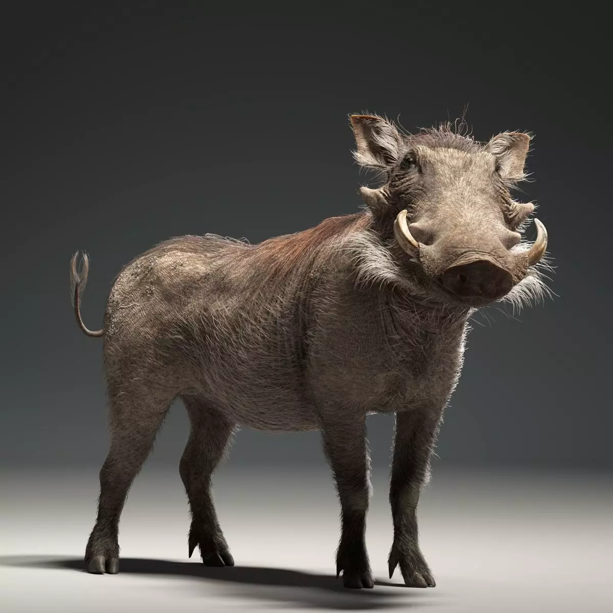 Warthog Animation Blender 3D Model 3D model