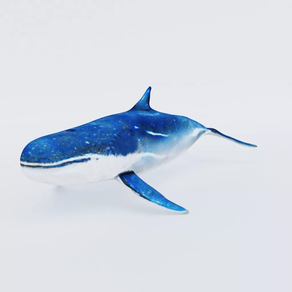 Whale Free 3D model