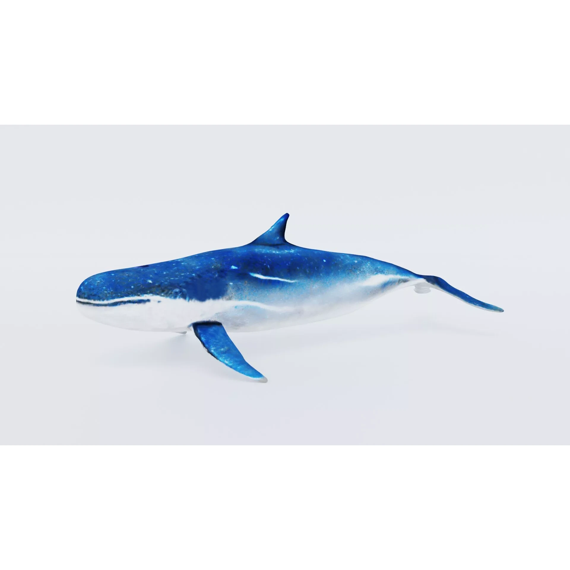 Whale Free 3D model 2