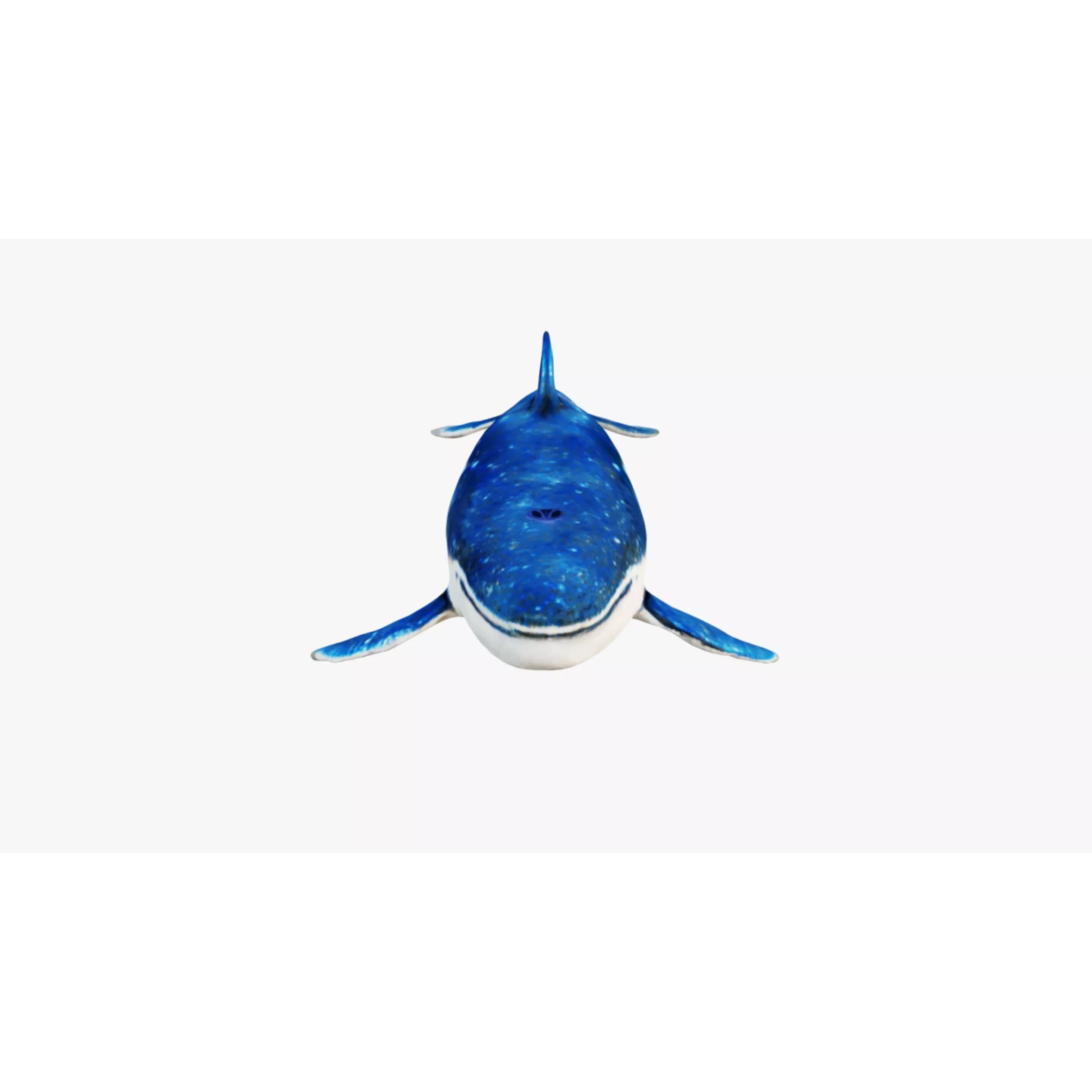 Whale Free 3D model 3