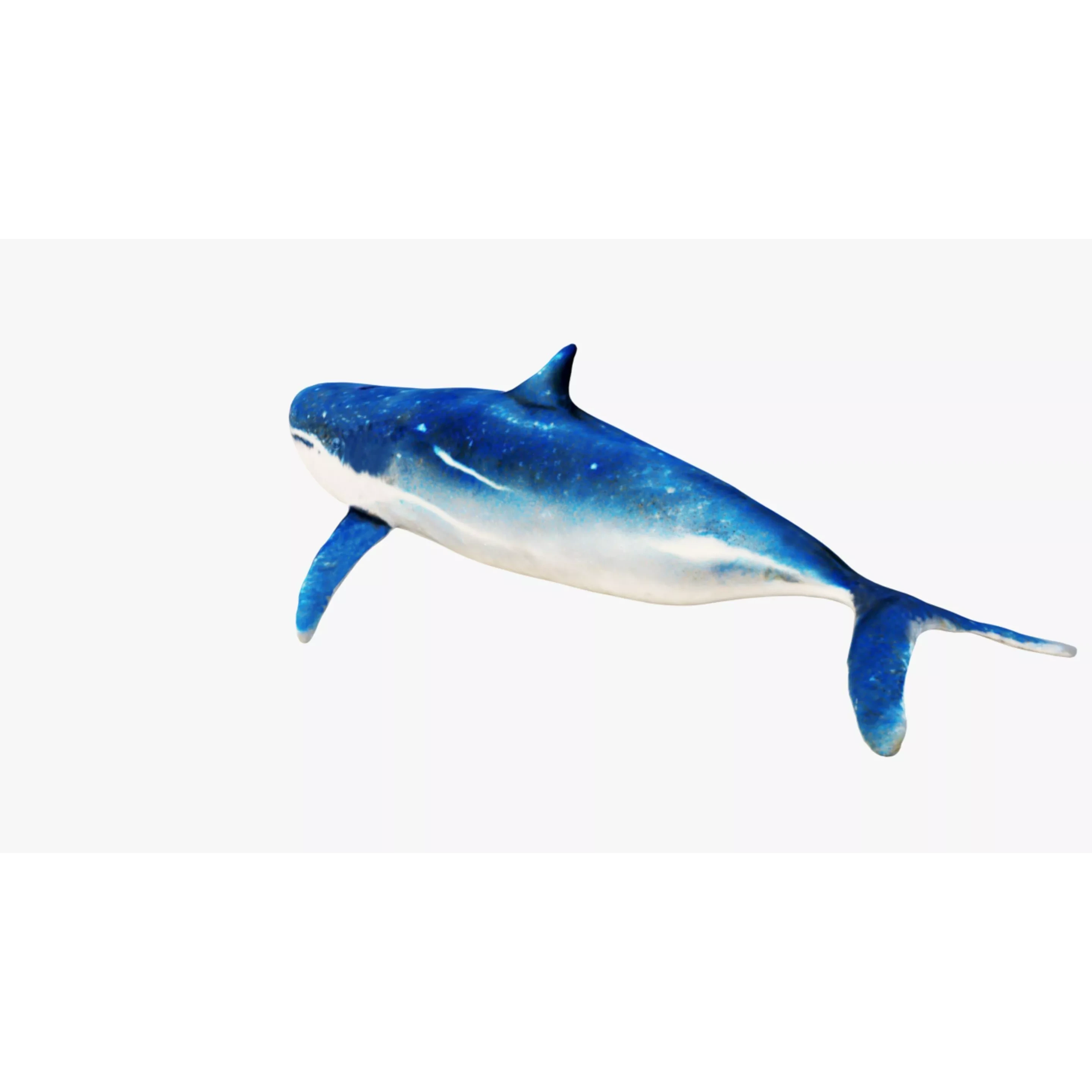 Whale Free 3D model 4