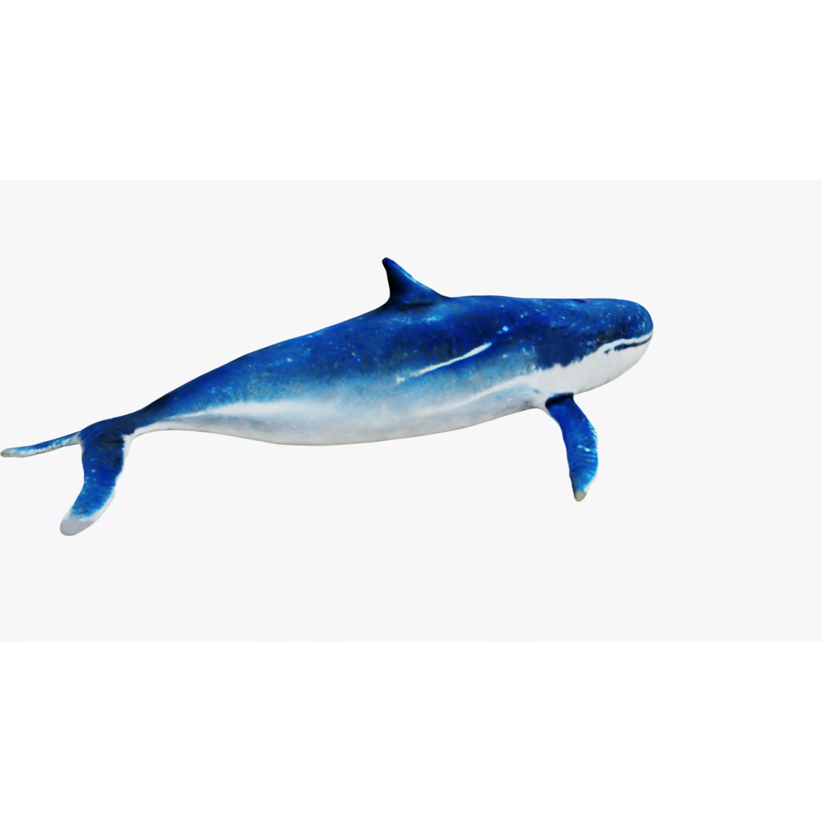 Whale Free 3D model 5