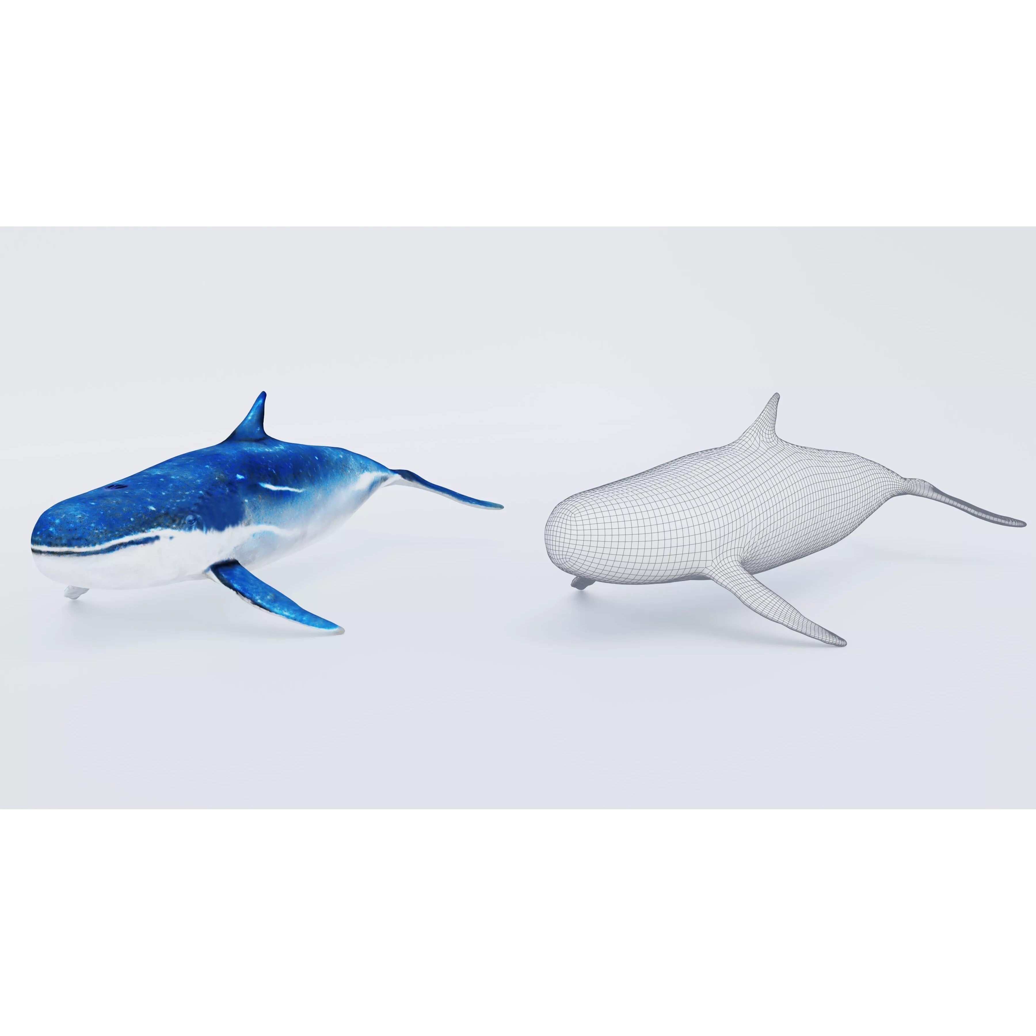 Whale Free 3D model 6