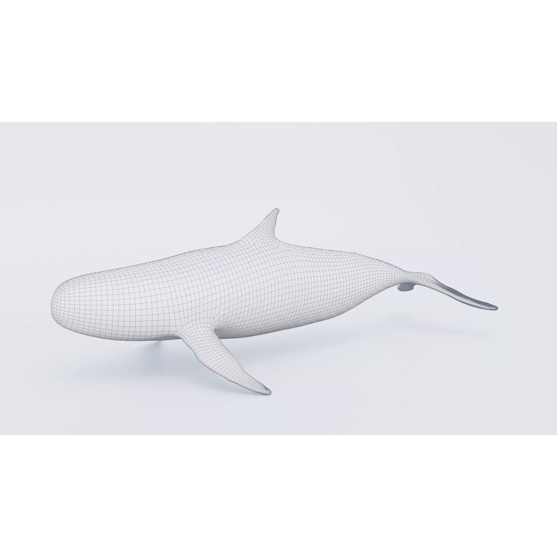 Whale Free 3D model 7