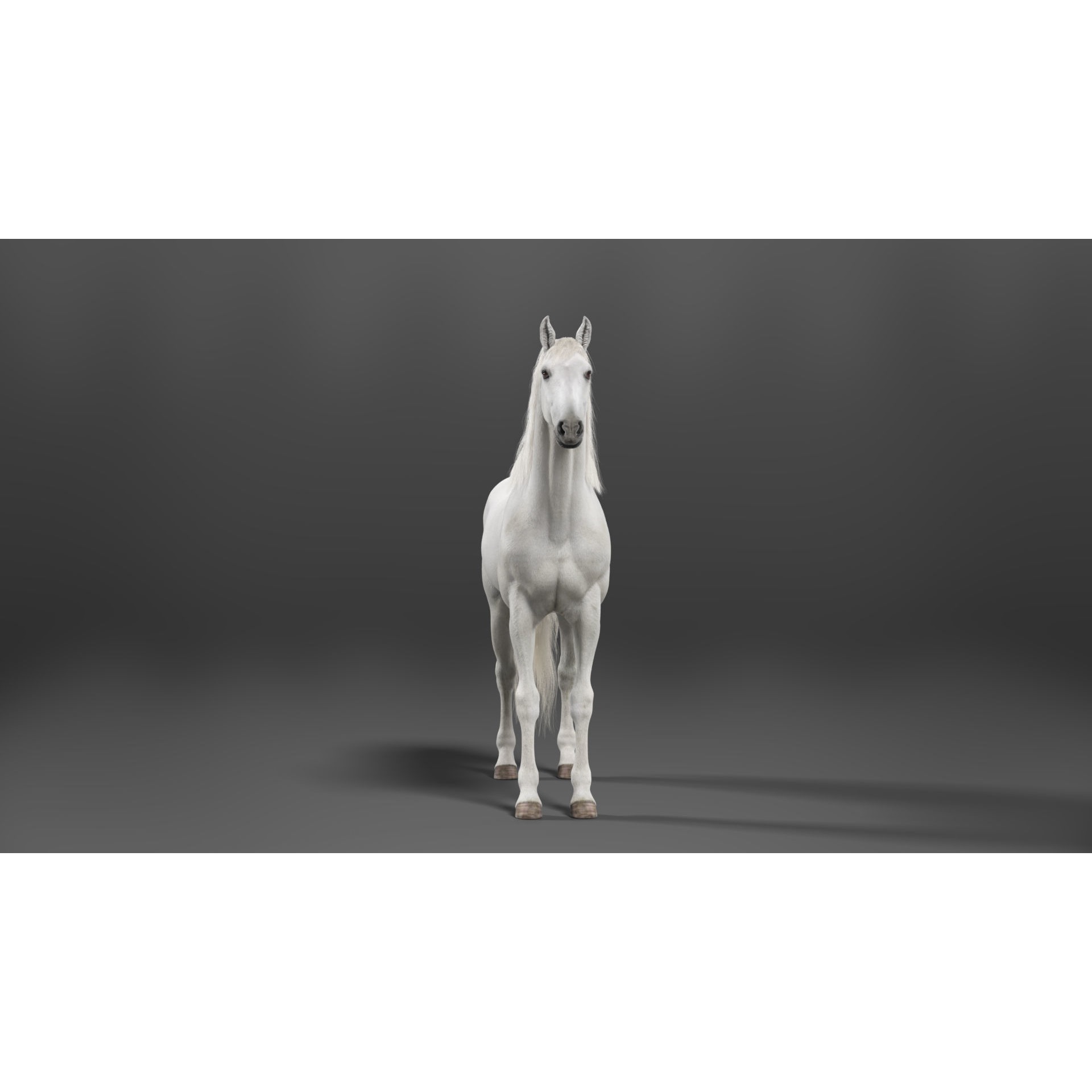 White Horse Animation VFX Grace 3D model 8