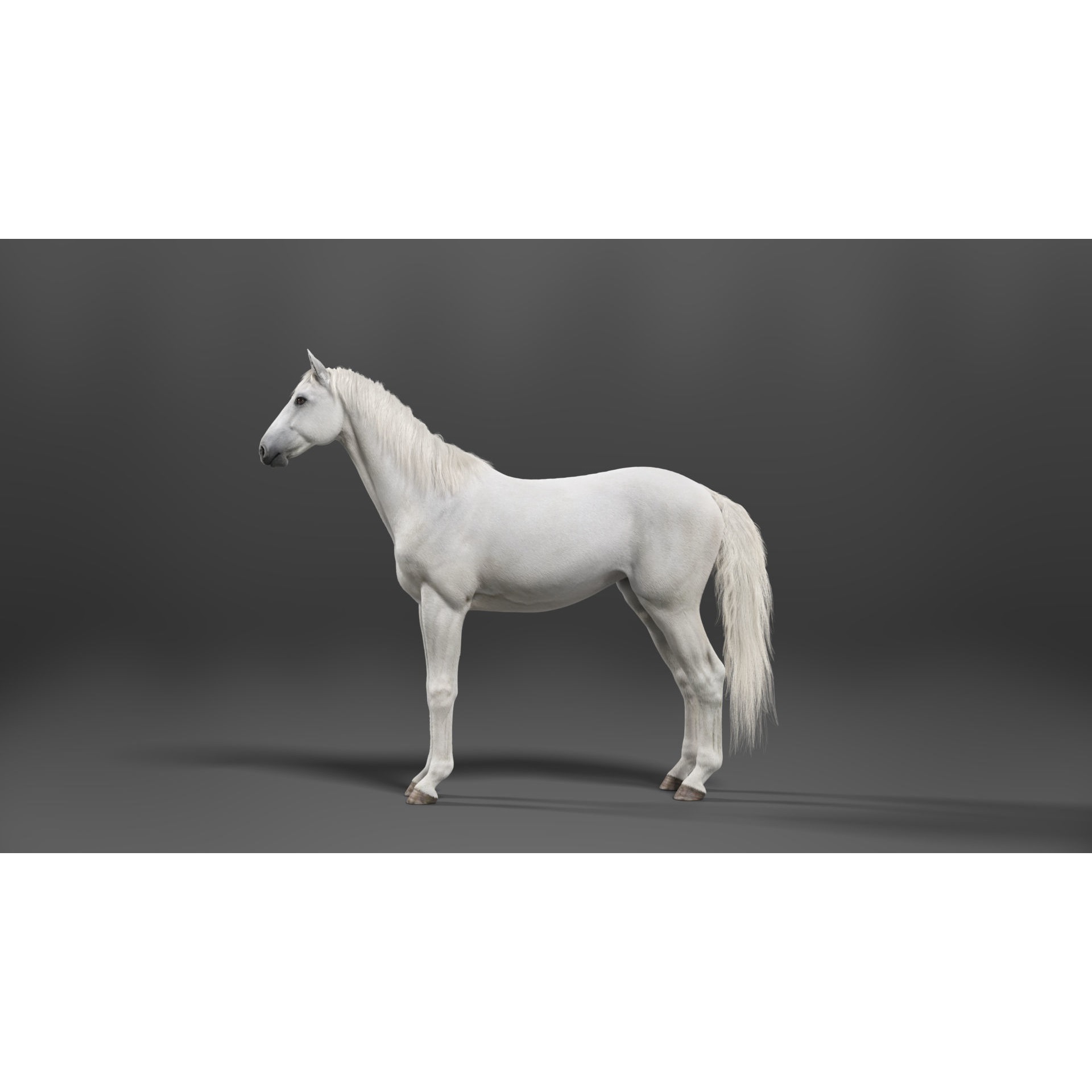 White Horse Animation VFX Grace 3D model 9