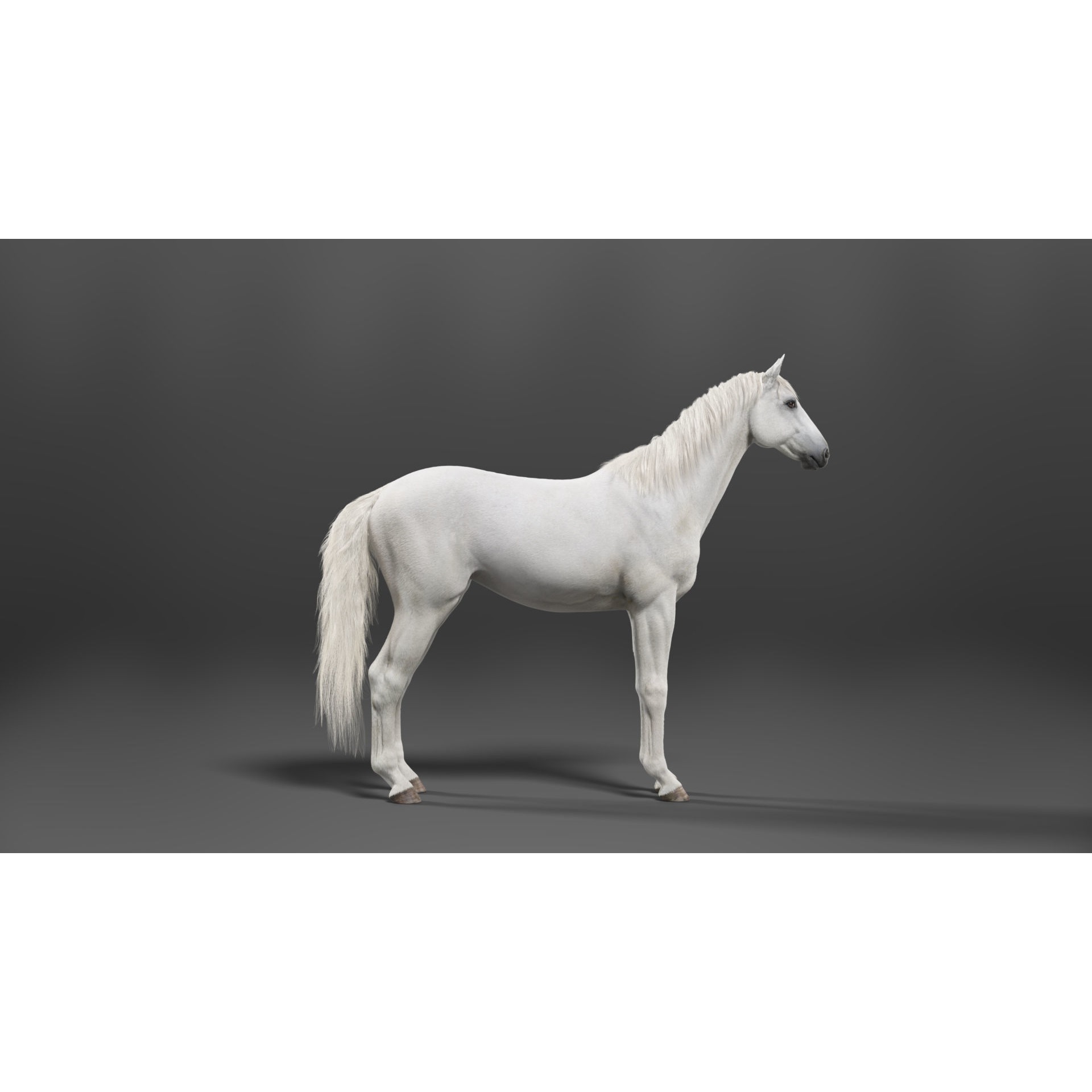 White Horse Animation VFX Grace 3D model 10