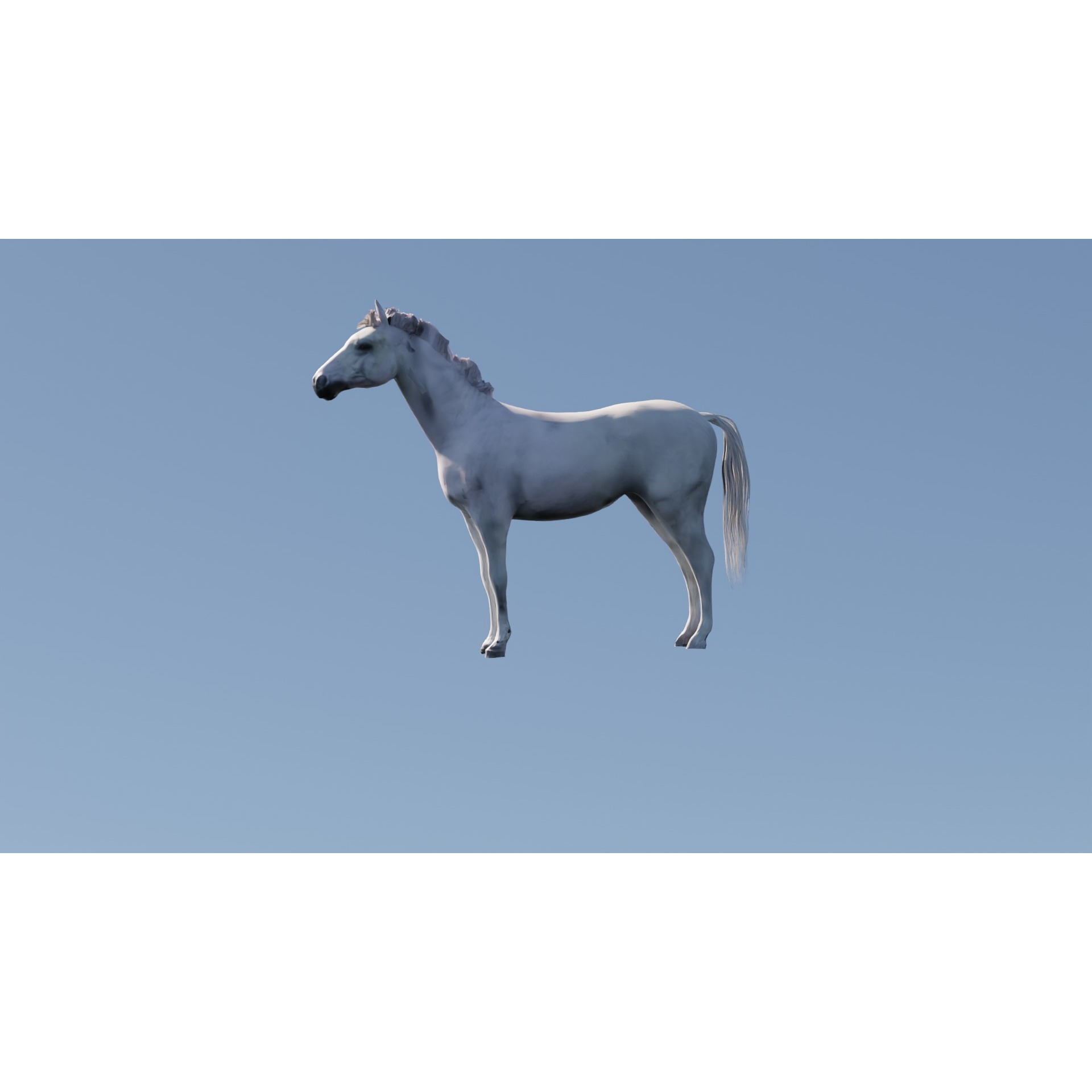White Horse Free 3D model 6