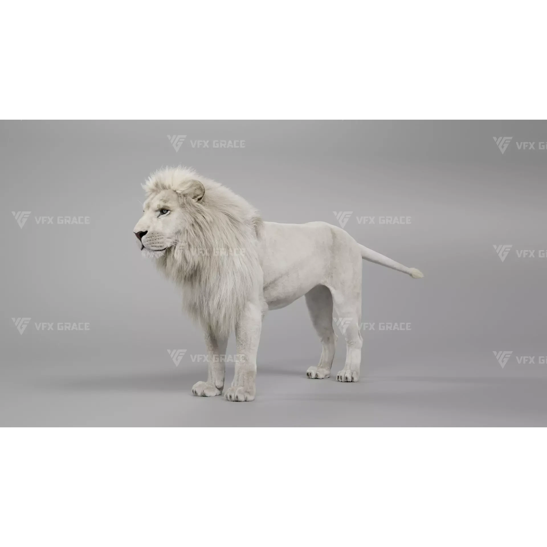 White Lion Animation - Blender 3D model