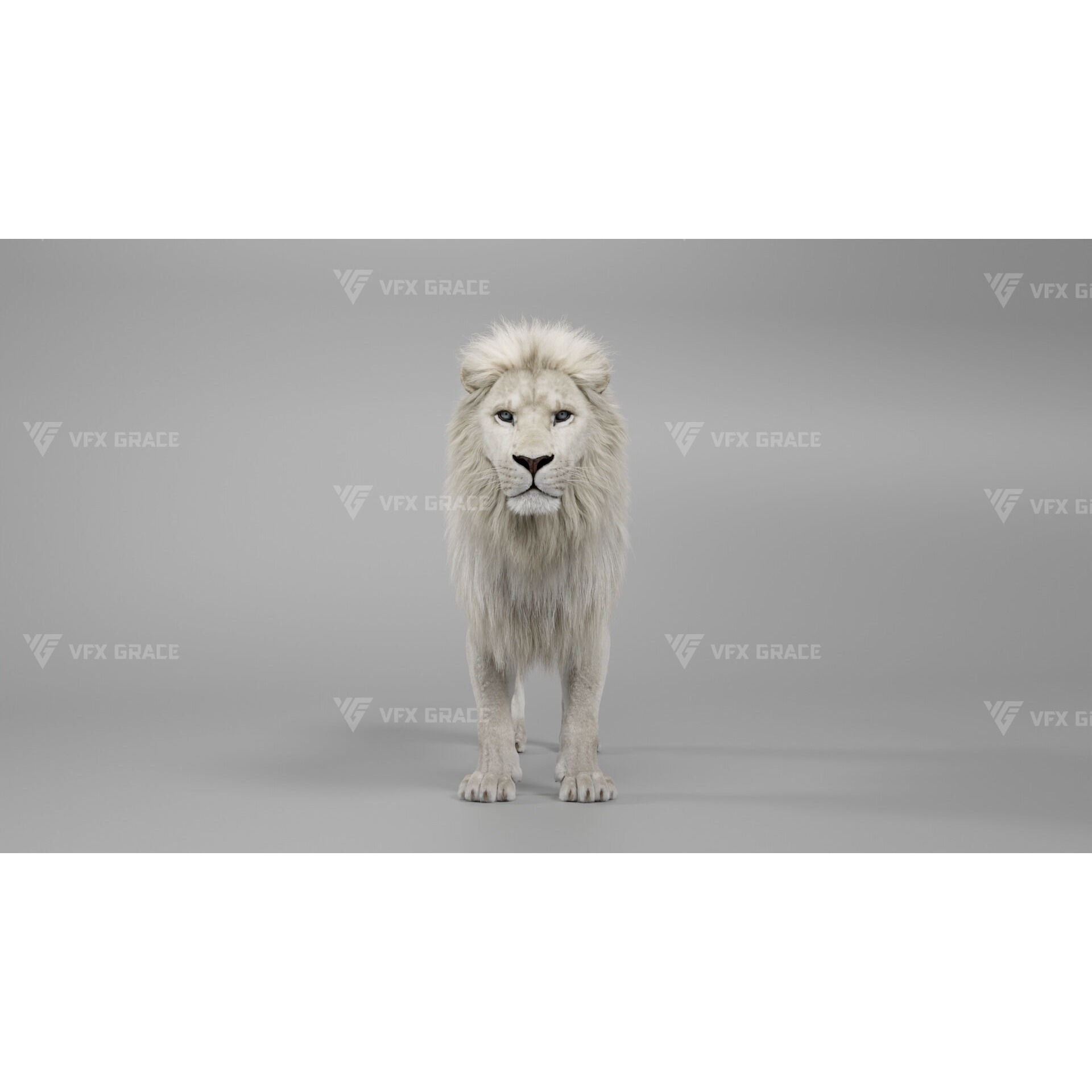 White Lion Animation - Blender 3D model 2