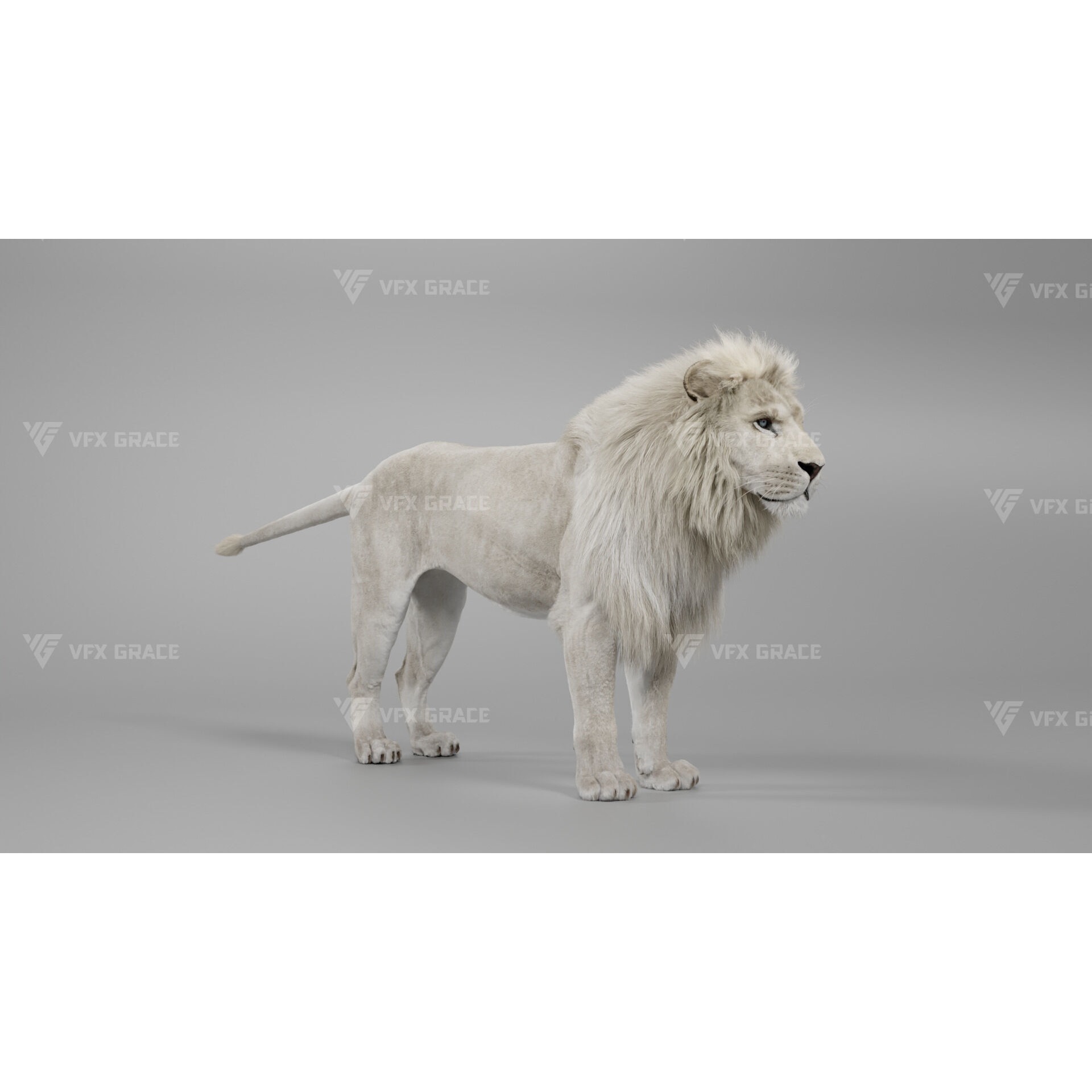White Lion Animation - Blender 3D model 3