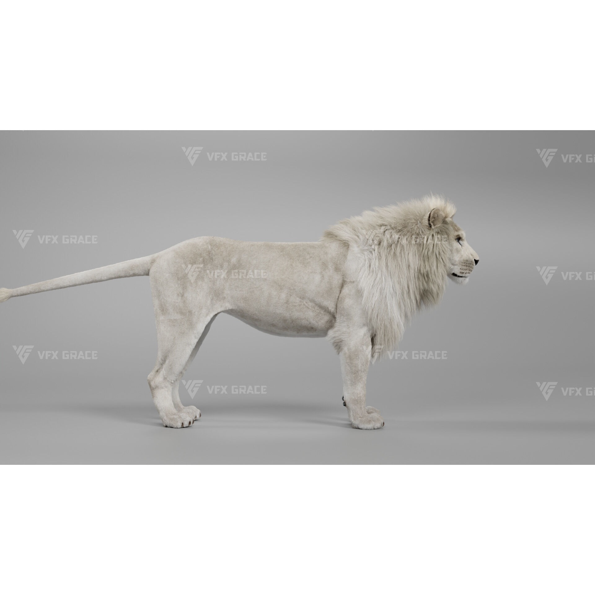 White Lion Animation - Blender 3D model 4