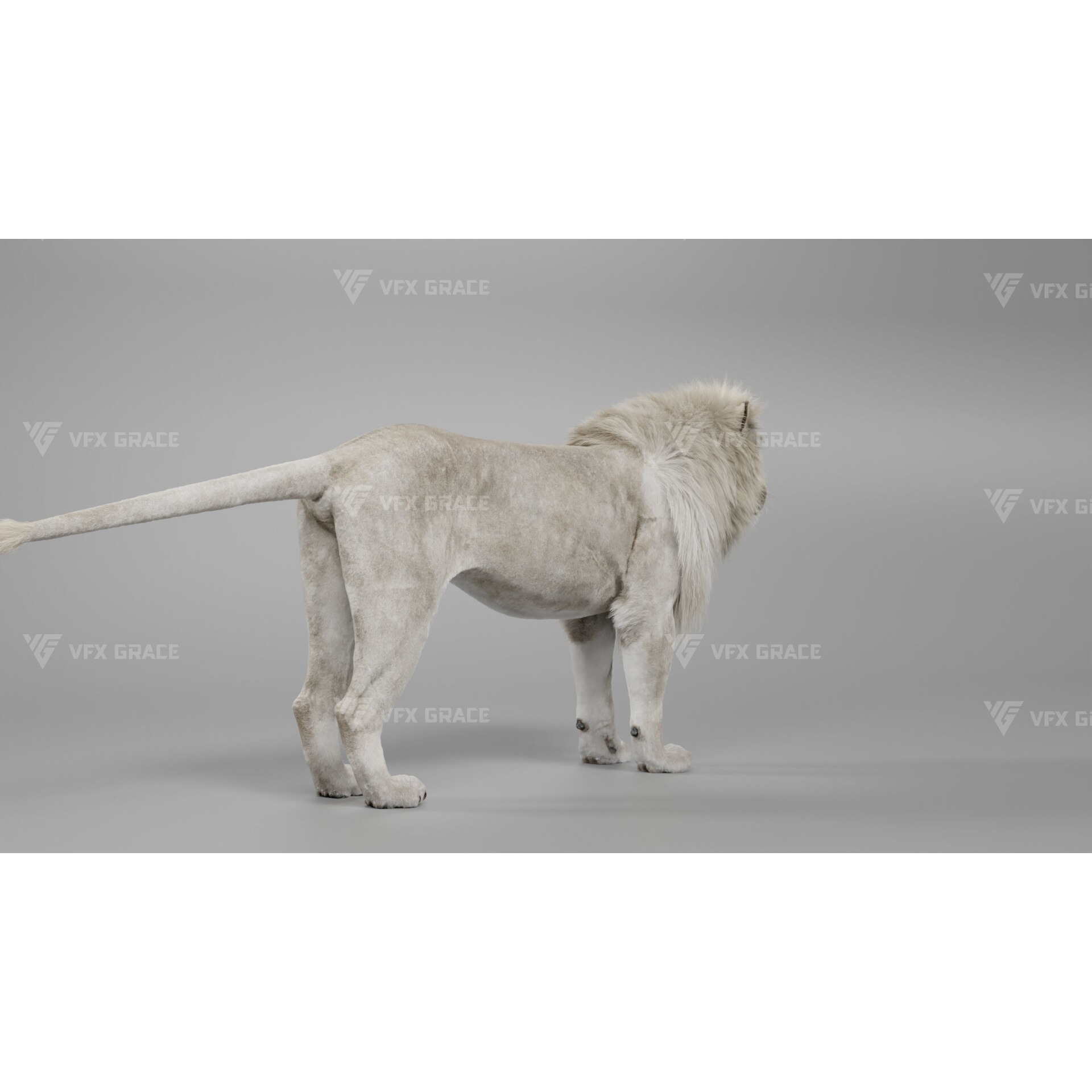 White Lion Animation - Blender 3D model 5