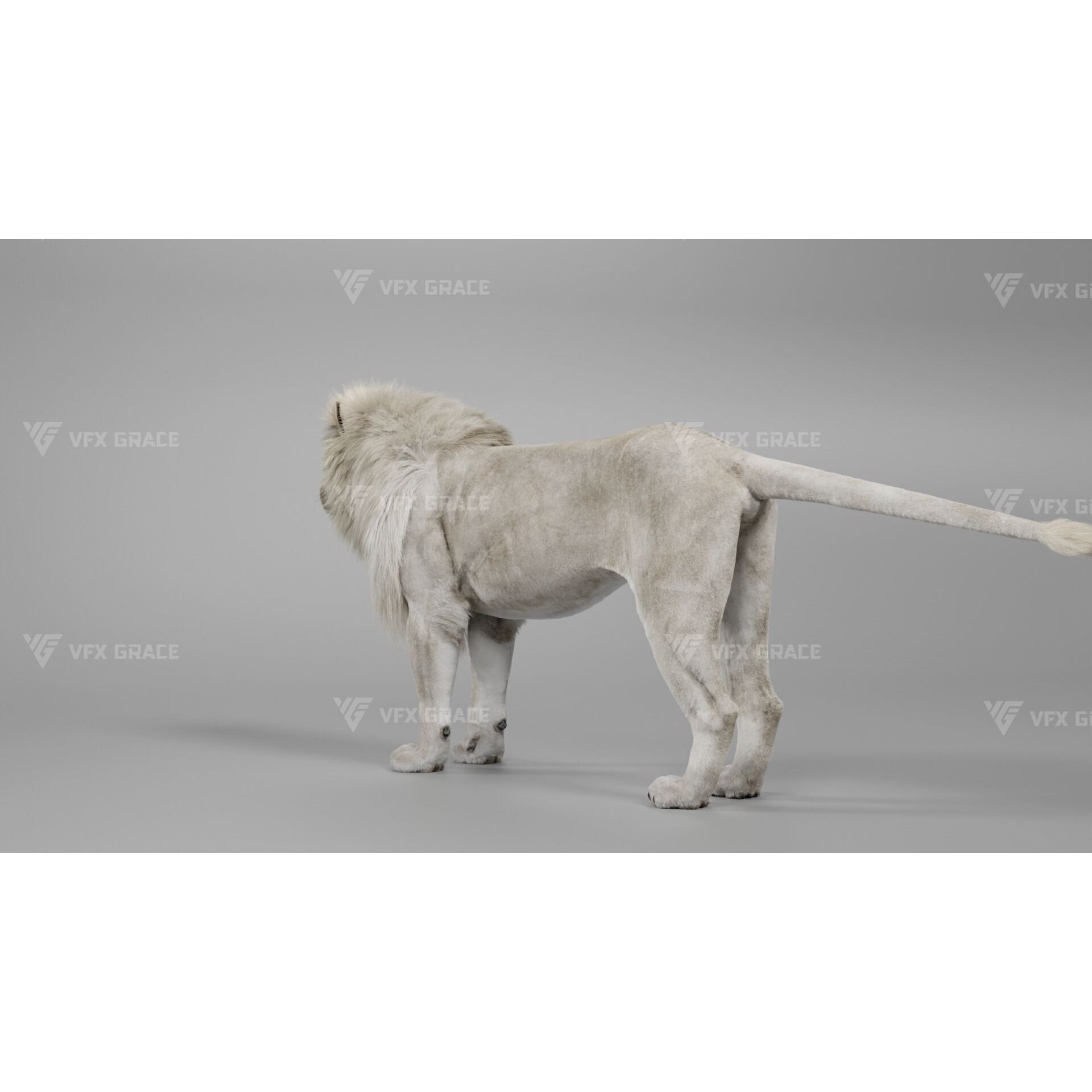 White Lion Animation - Blender 3D model 6
