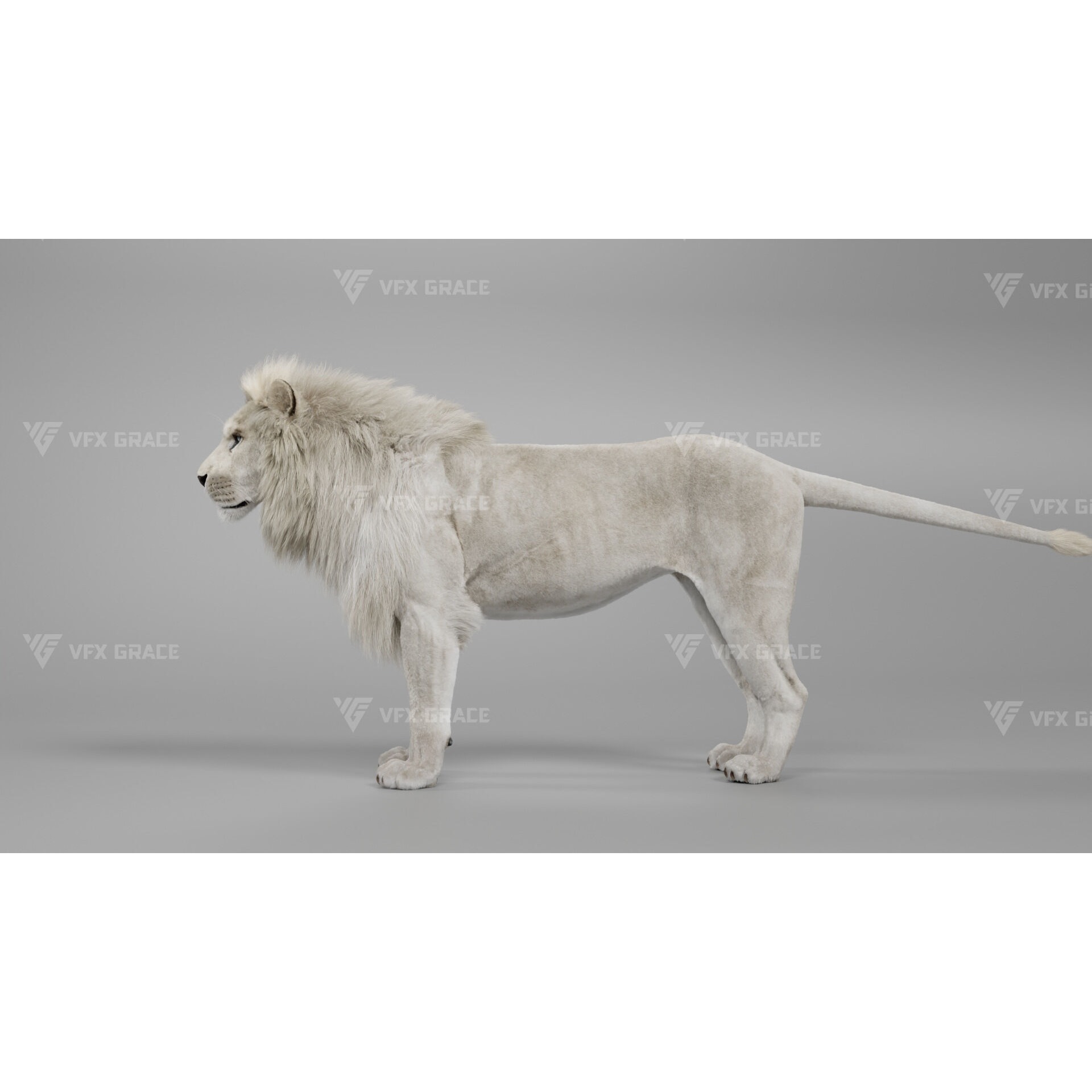 White Lion Animation - Blender 3D model 7