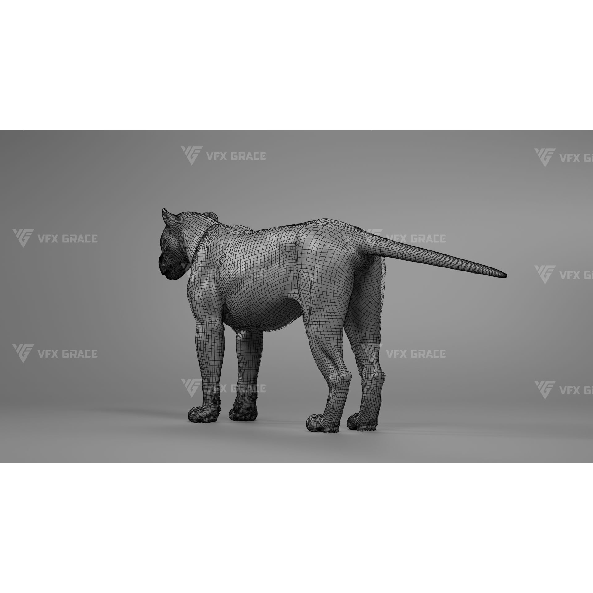 White Lion Animation - Blender 3D model 8
