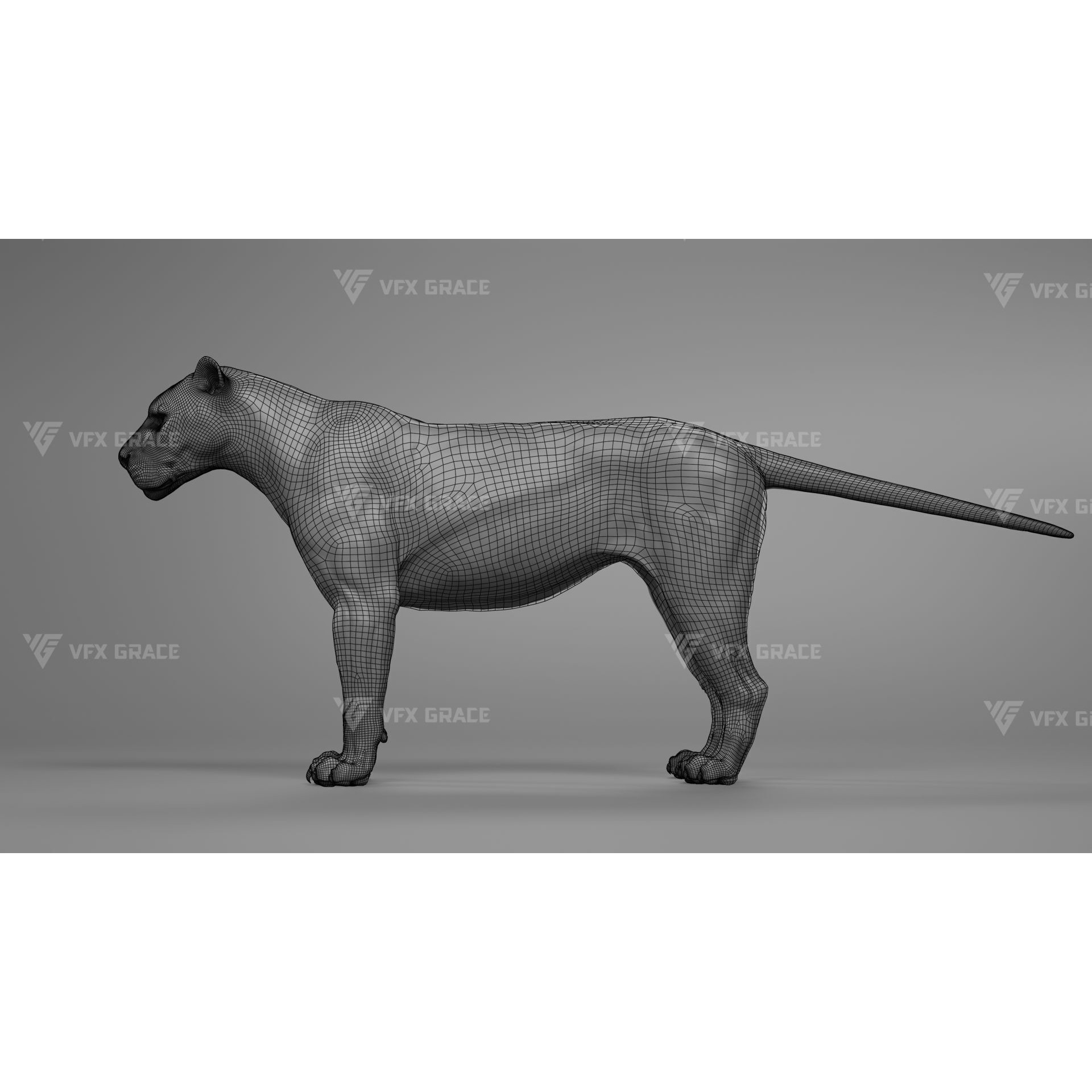 White Lion Animation - Blender 3D model 9