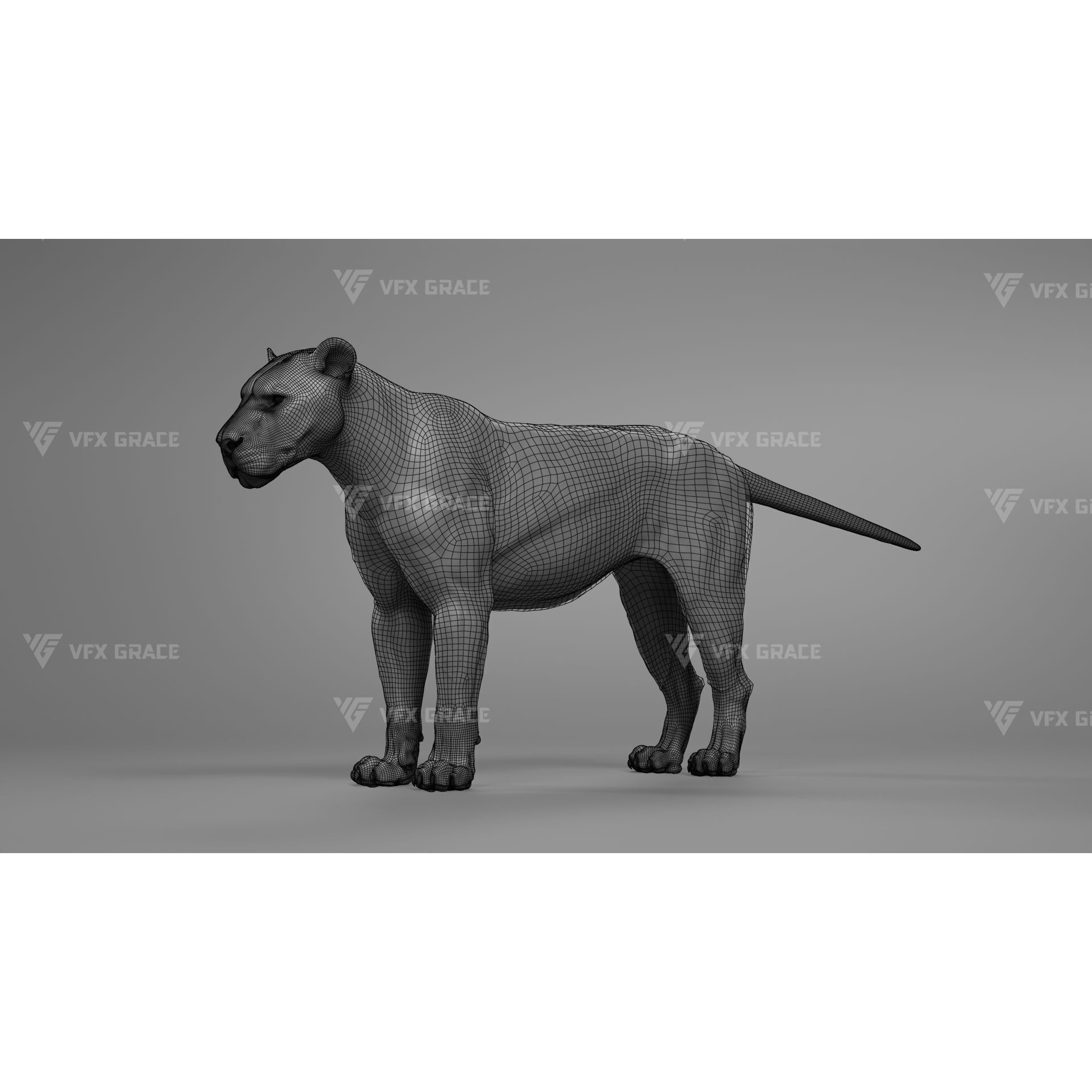 White Lion Animation - Blender 3D model 10