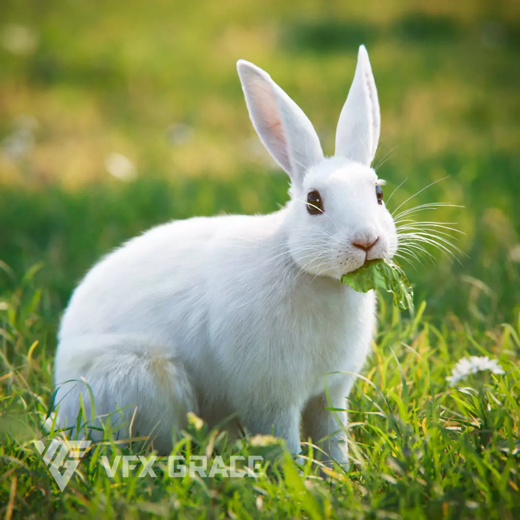 White rabbit Animated VFX Grace 3D model