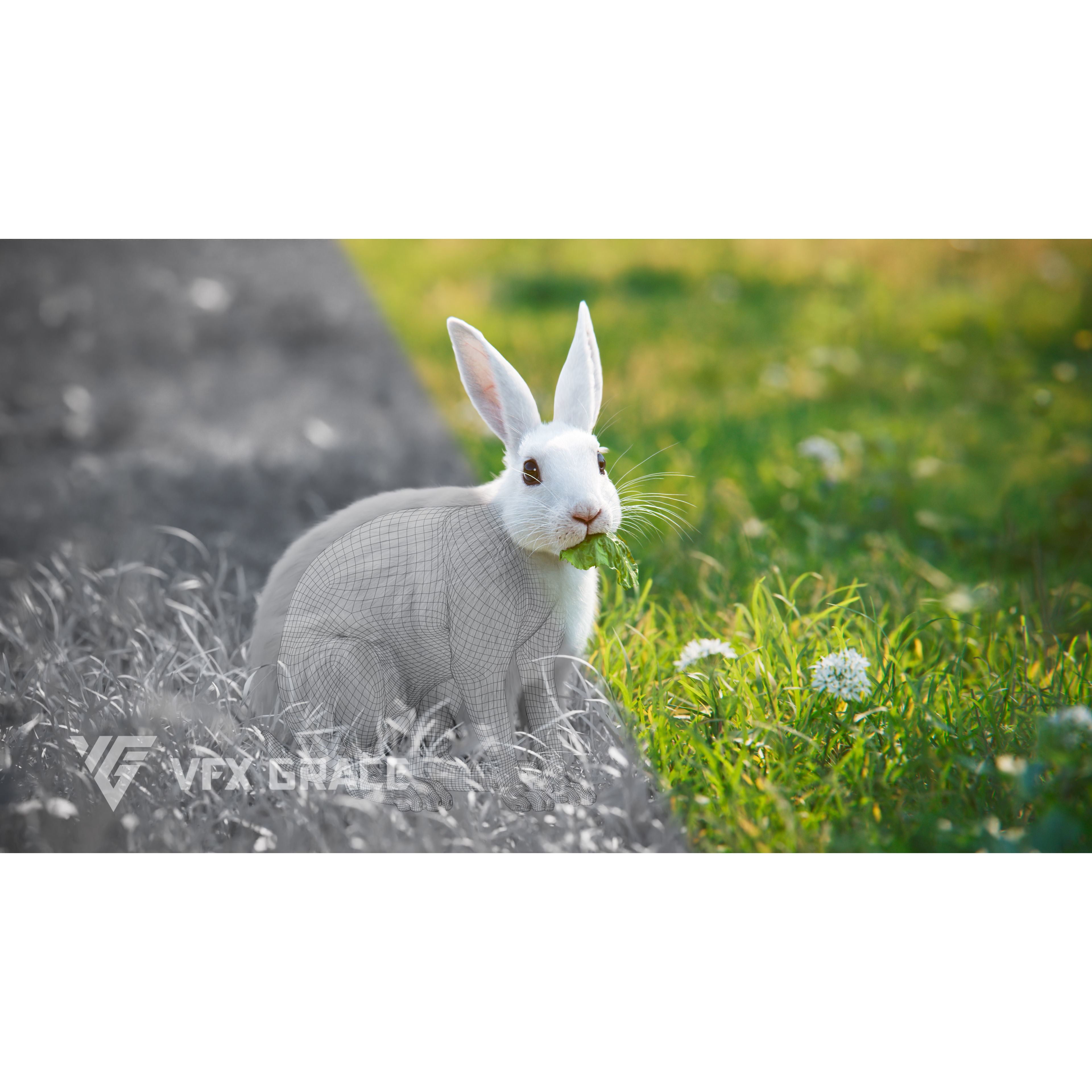 White rabbit Animated VFX Grace 3D model 2