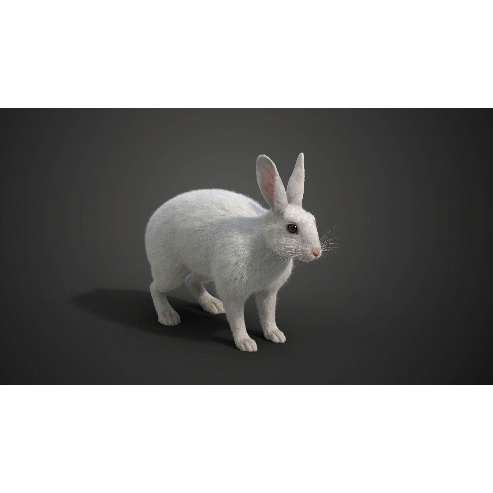 White rabbit Animated VFX Grace 3D model 7