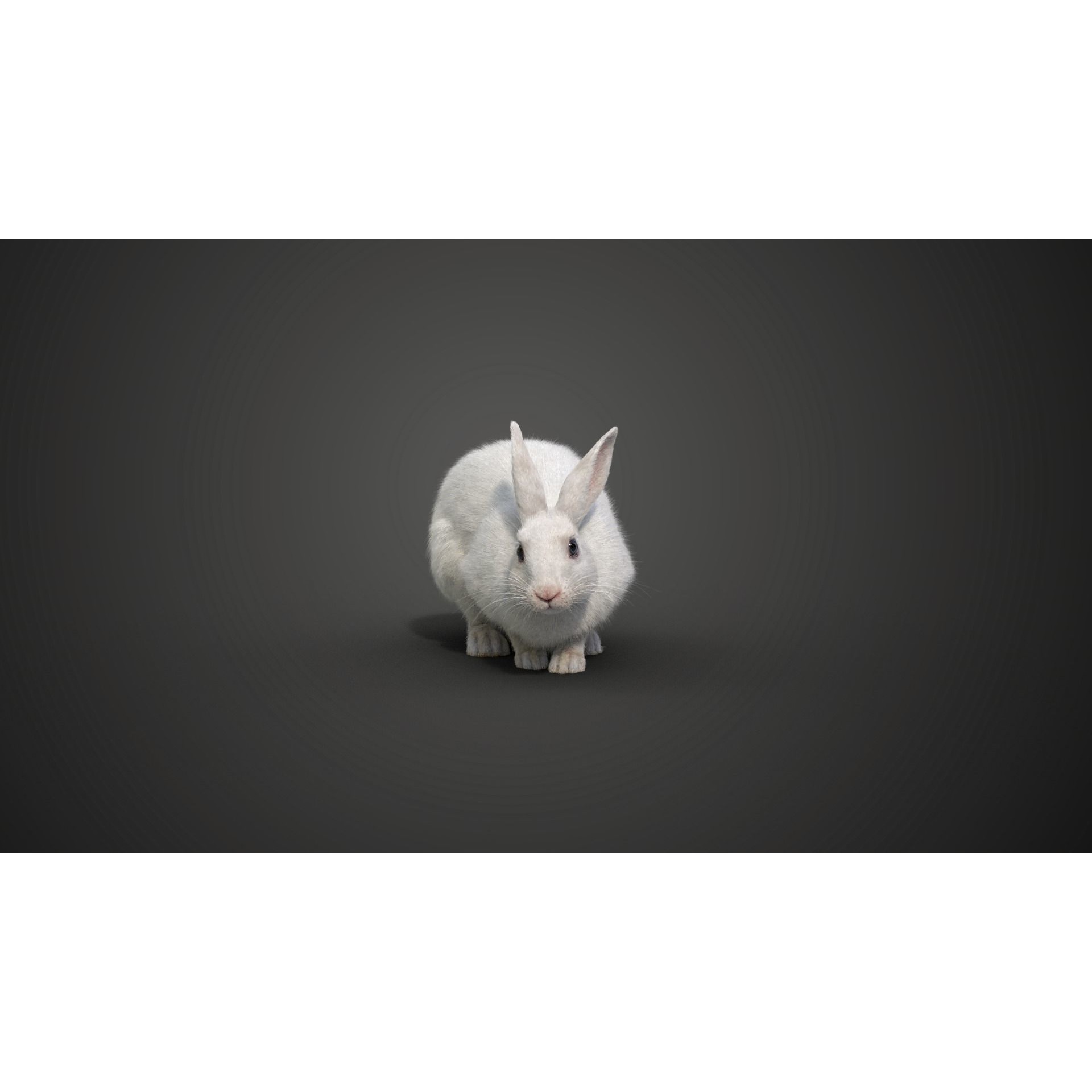 White rabbit Animated VFX Grace 3D model 8