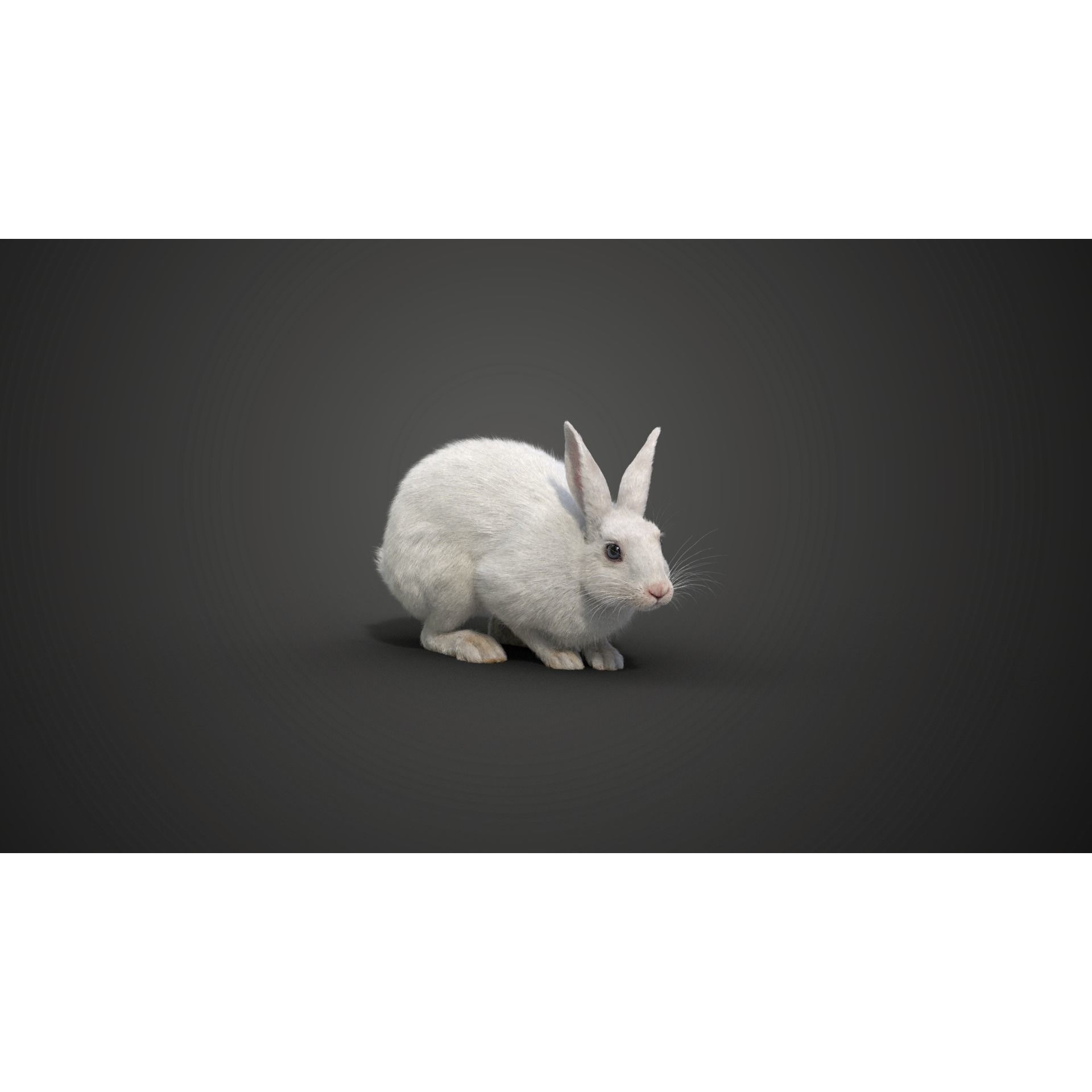 White rabbit Animated VFX Grace 3D model 9