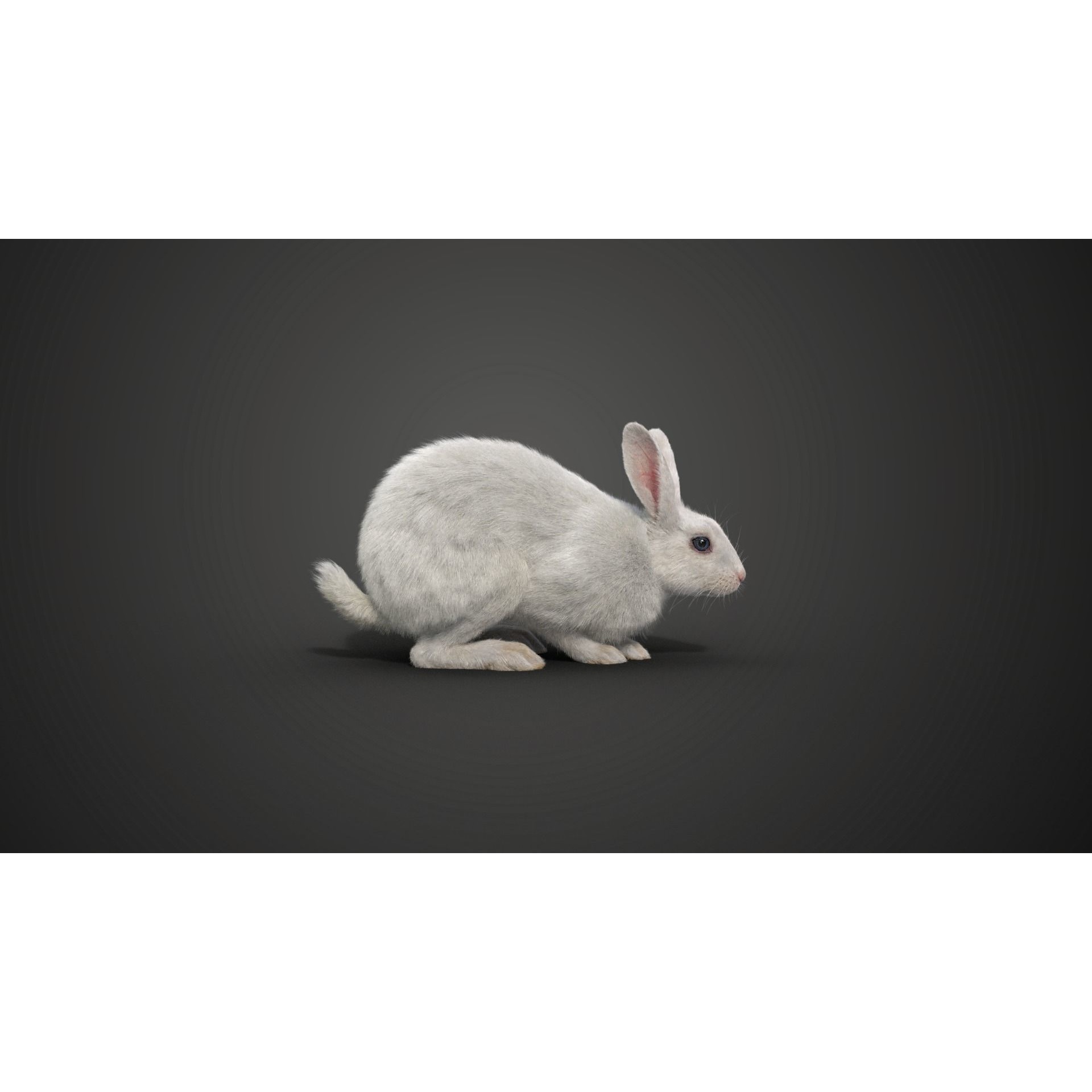 White rabbit Animated VFX Grace 3D model 10