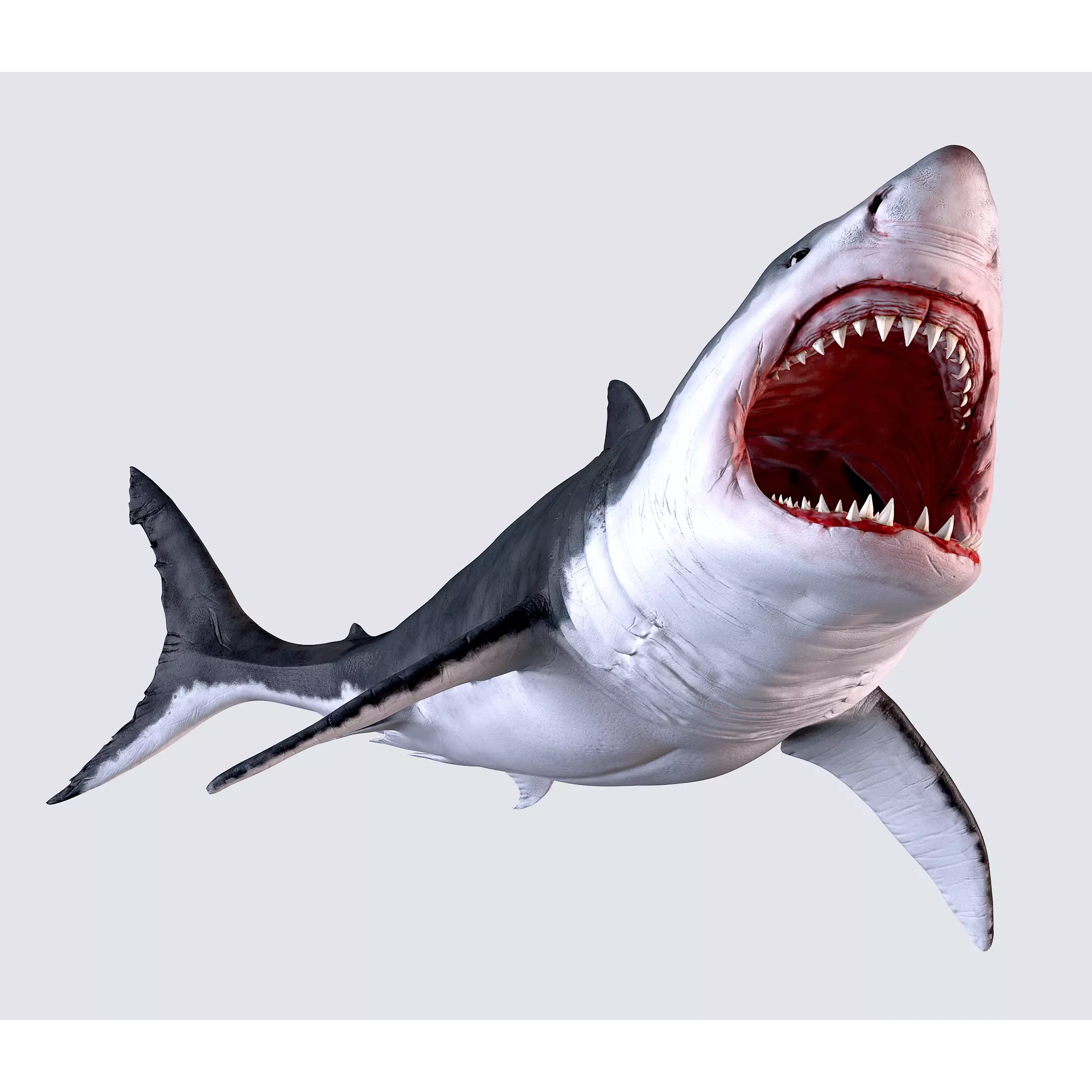 White Shark 3D model