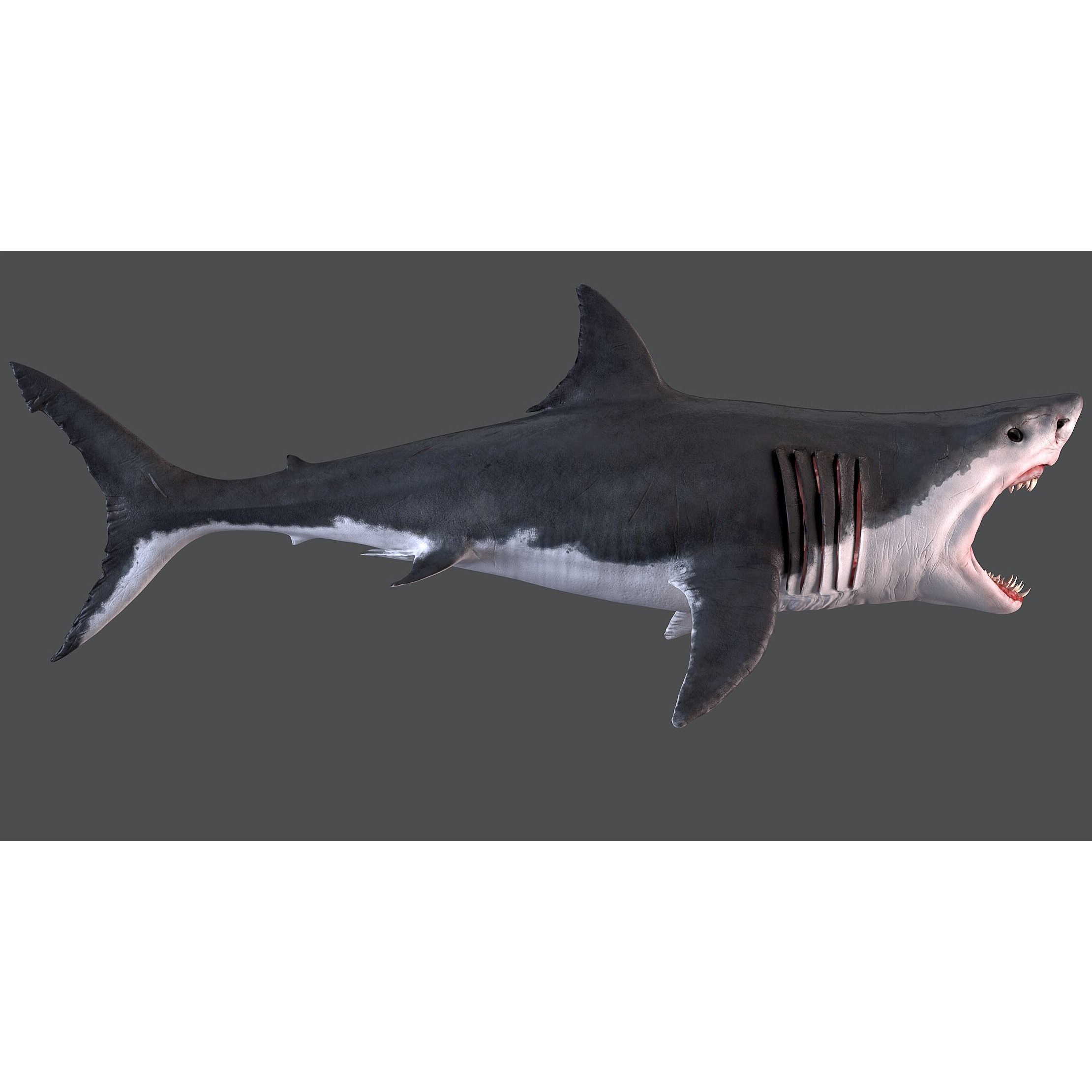 White Shark 3D model 2