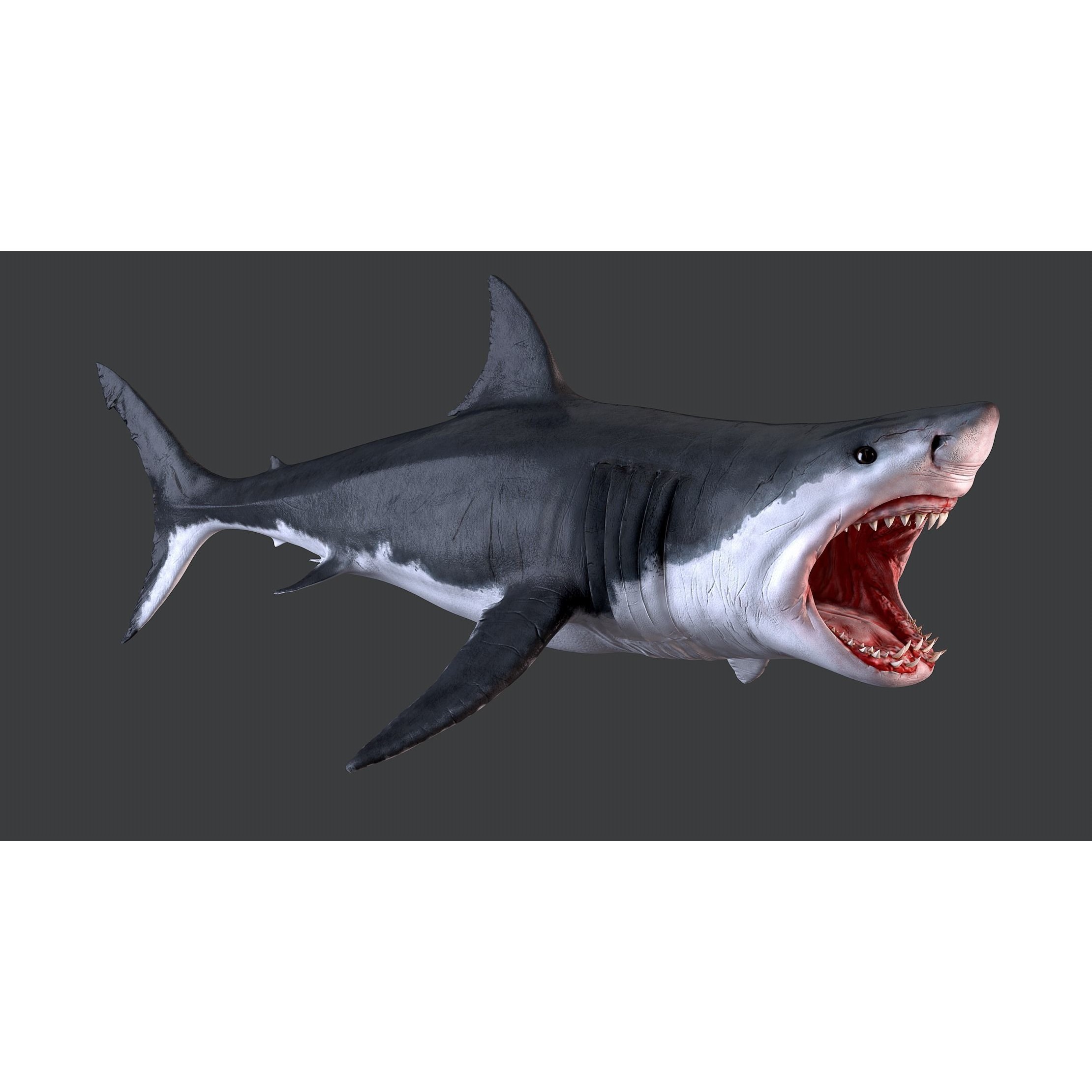 White Shark 3D model 3