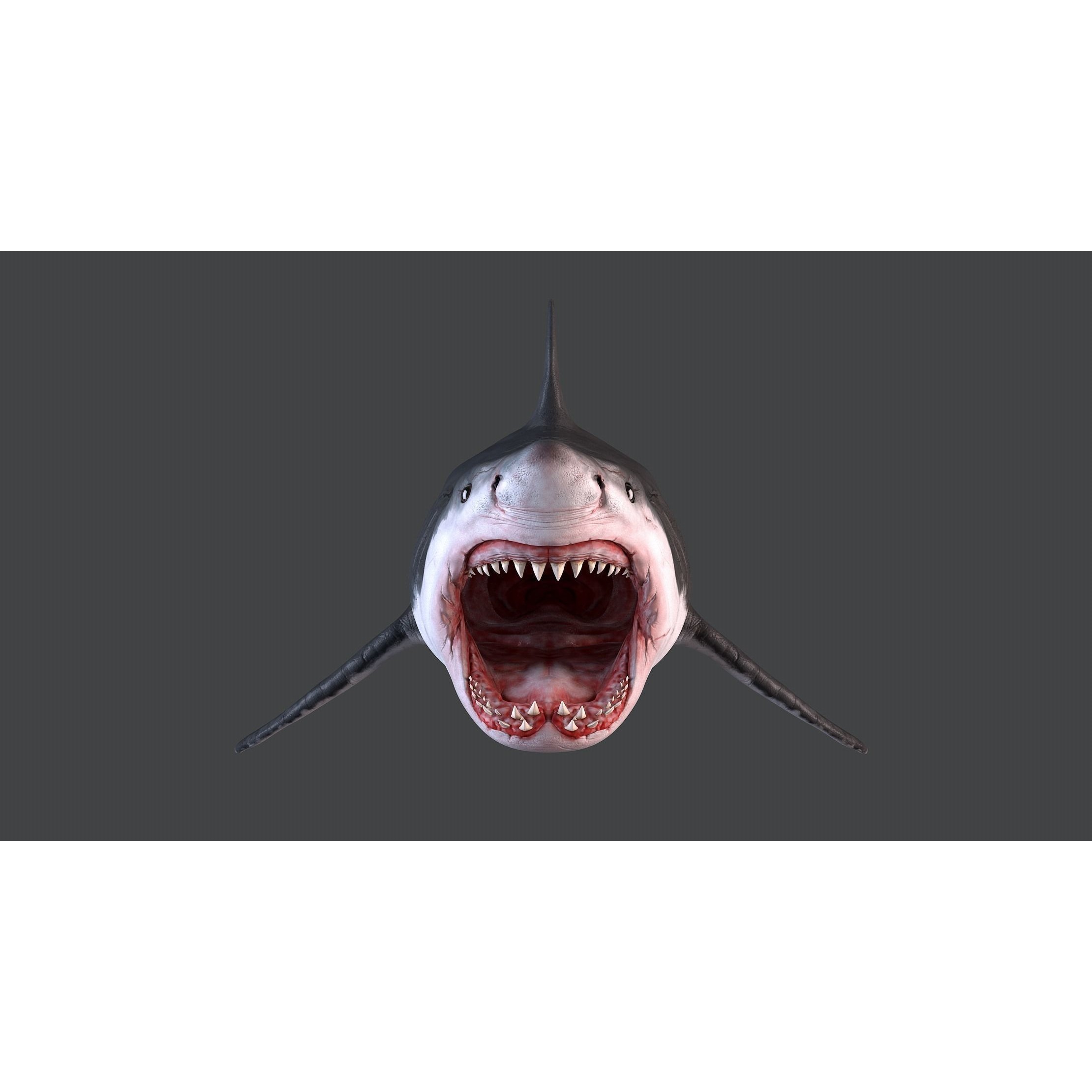 White Shark 3D model 4