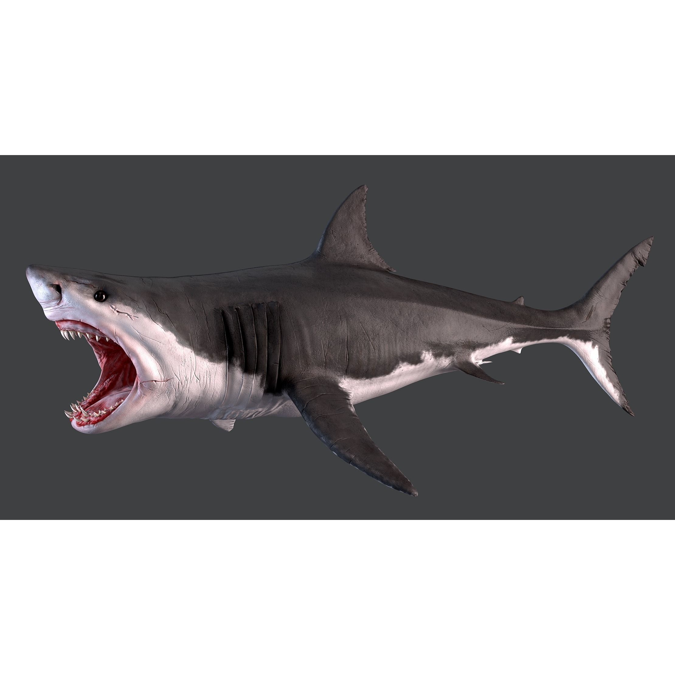 White Shark 3D model 5