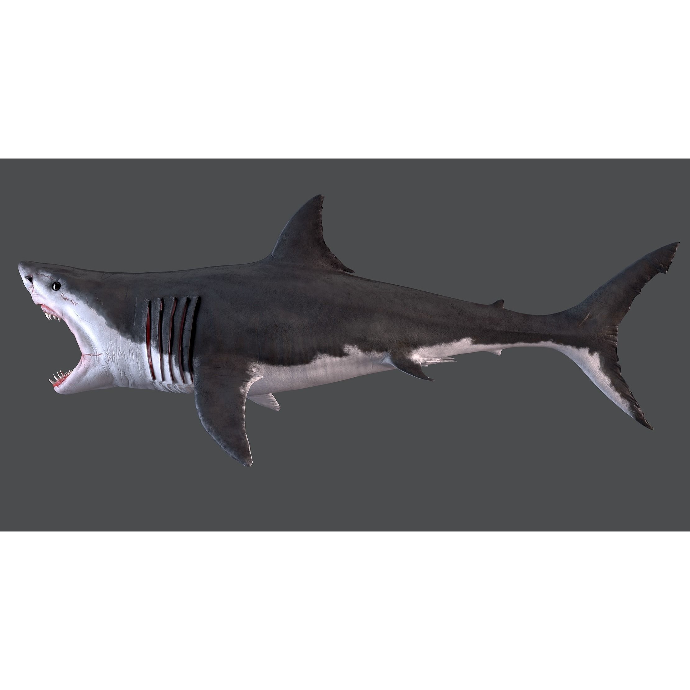 White Shark 3D model 6