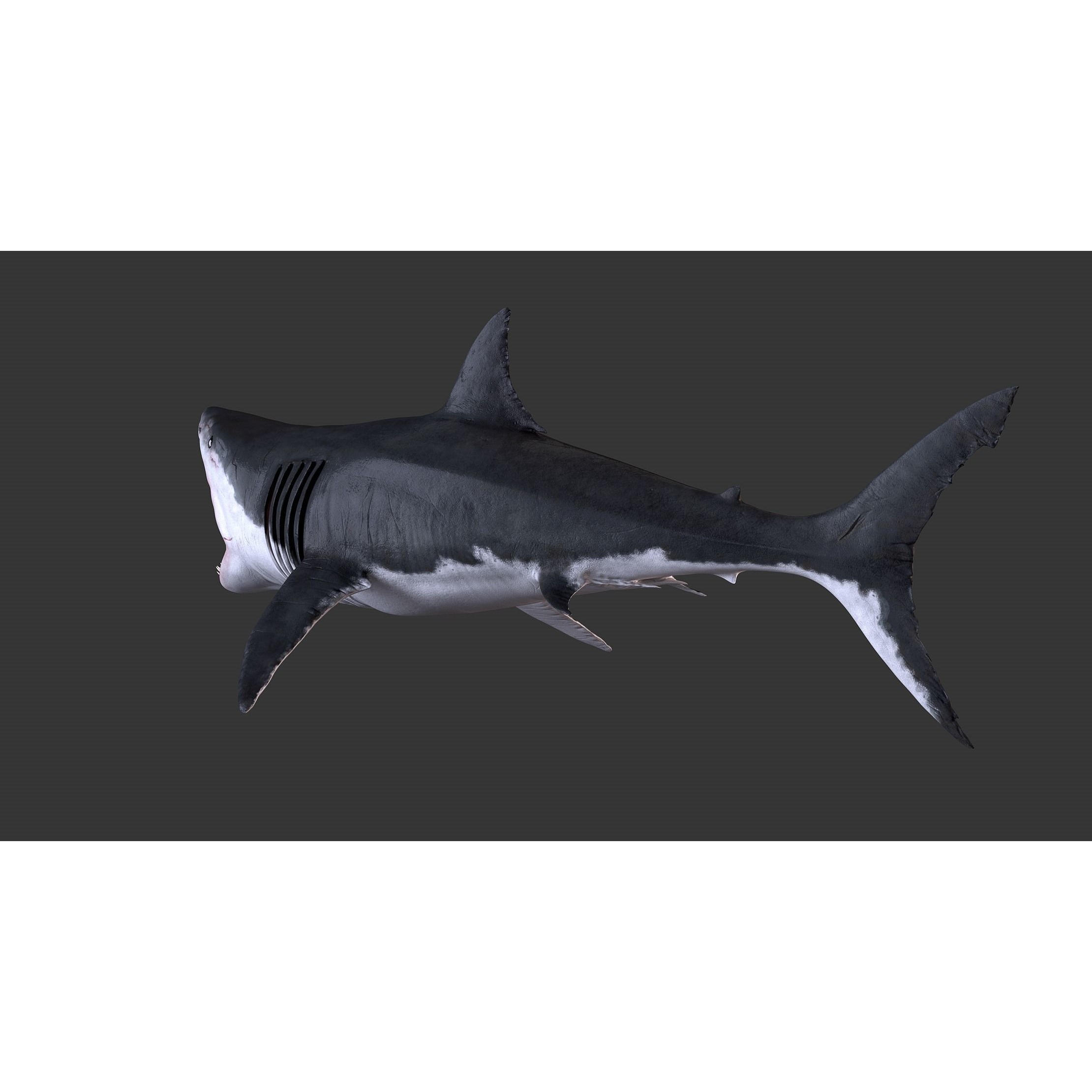White Shark 3D model 7