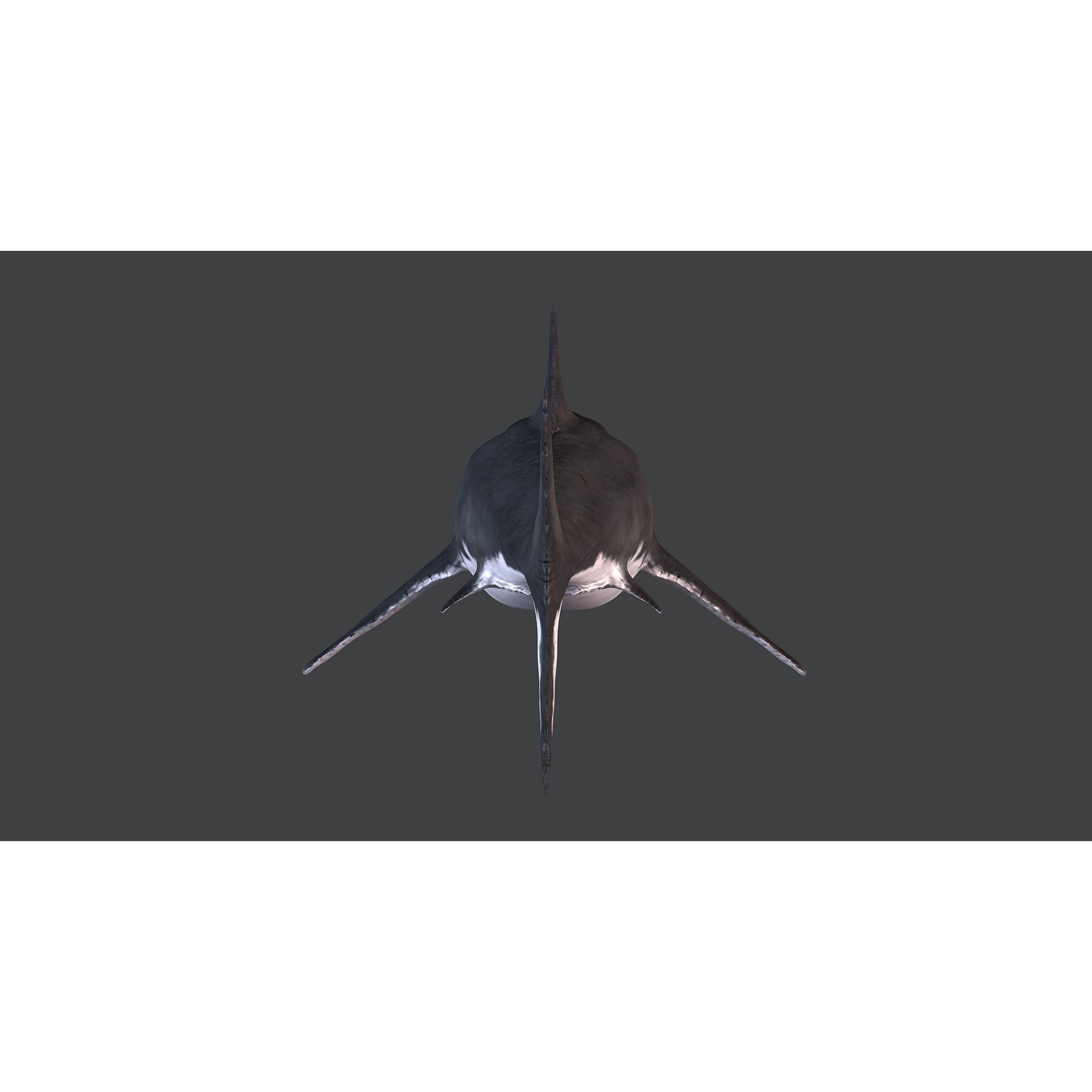 White Shark 3D model 8