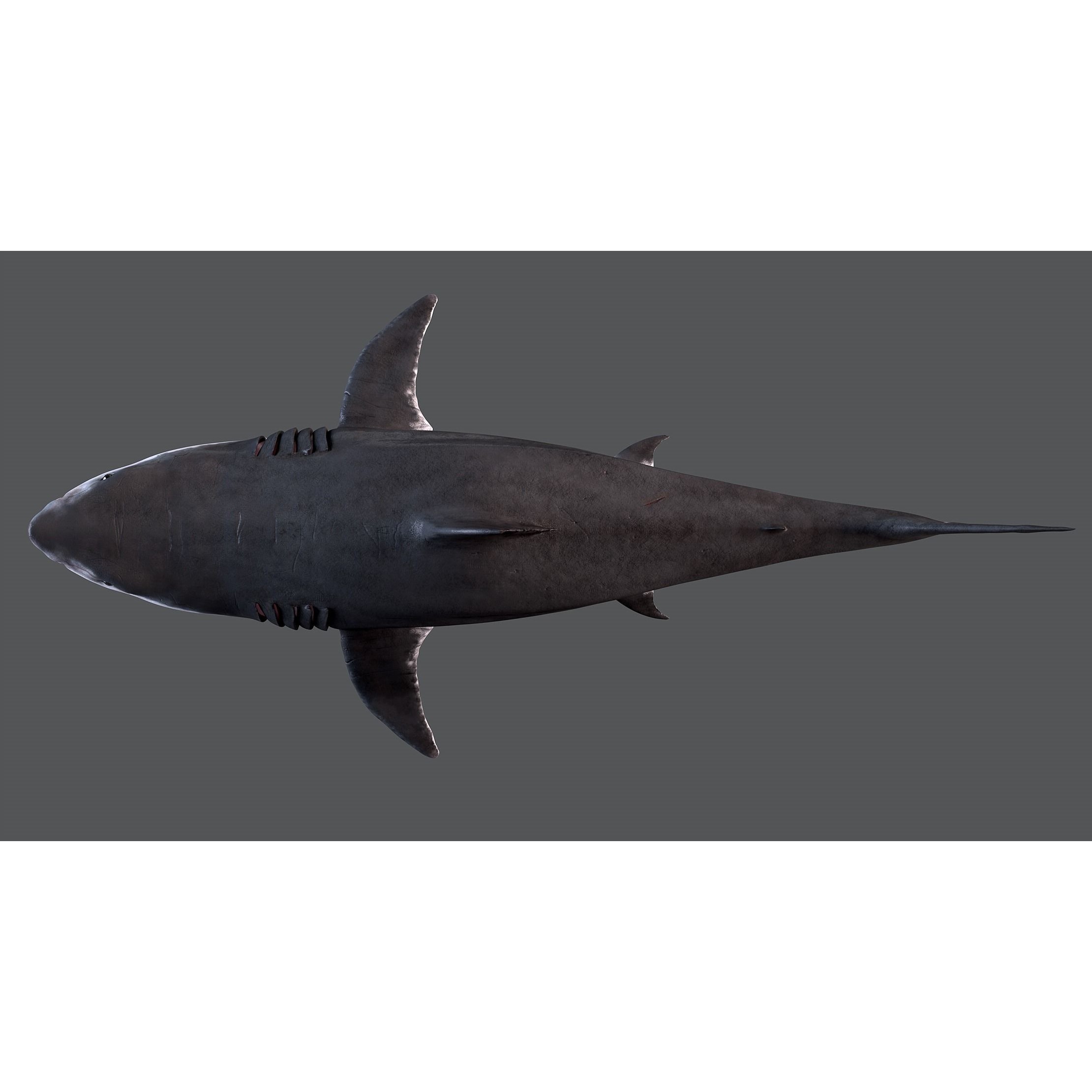 White Shark 3D model 9
