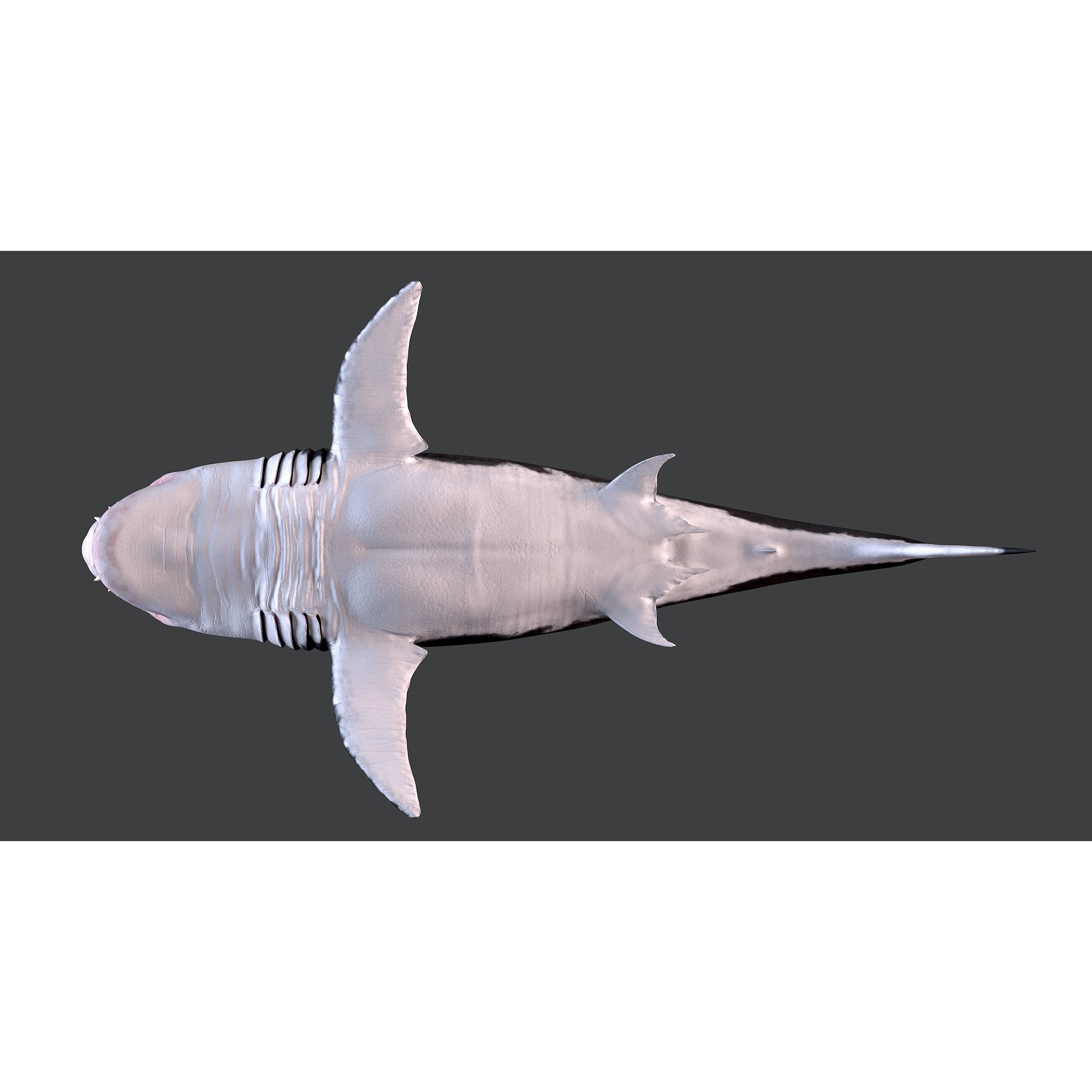 White Shark 3D model 10