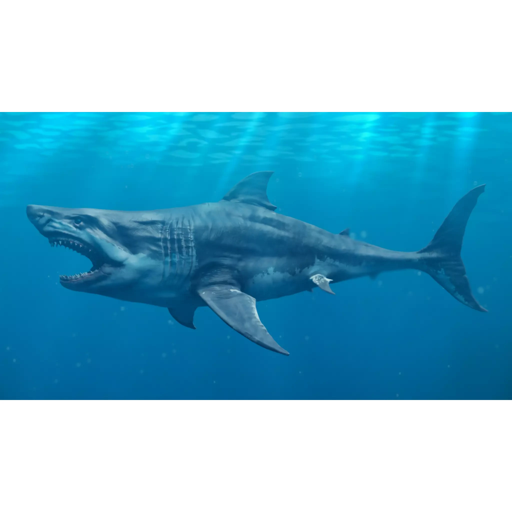 White Shark Animated Low-poly 3D model