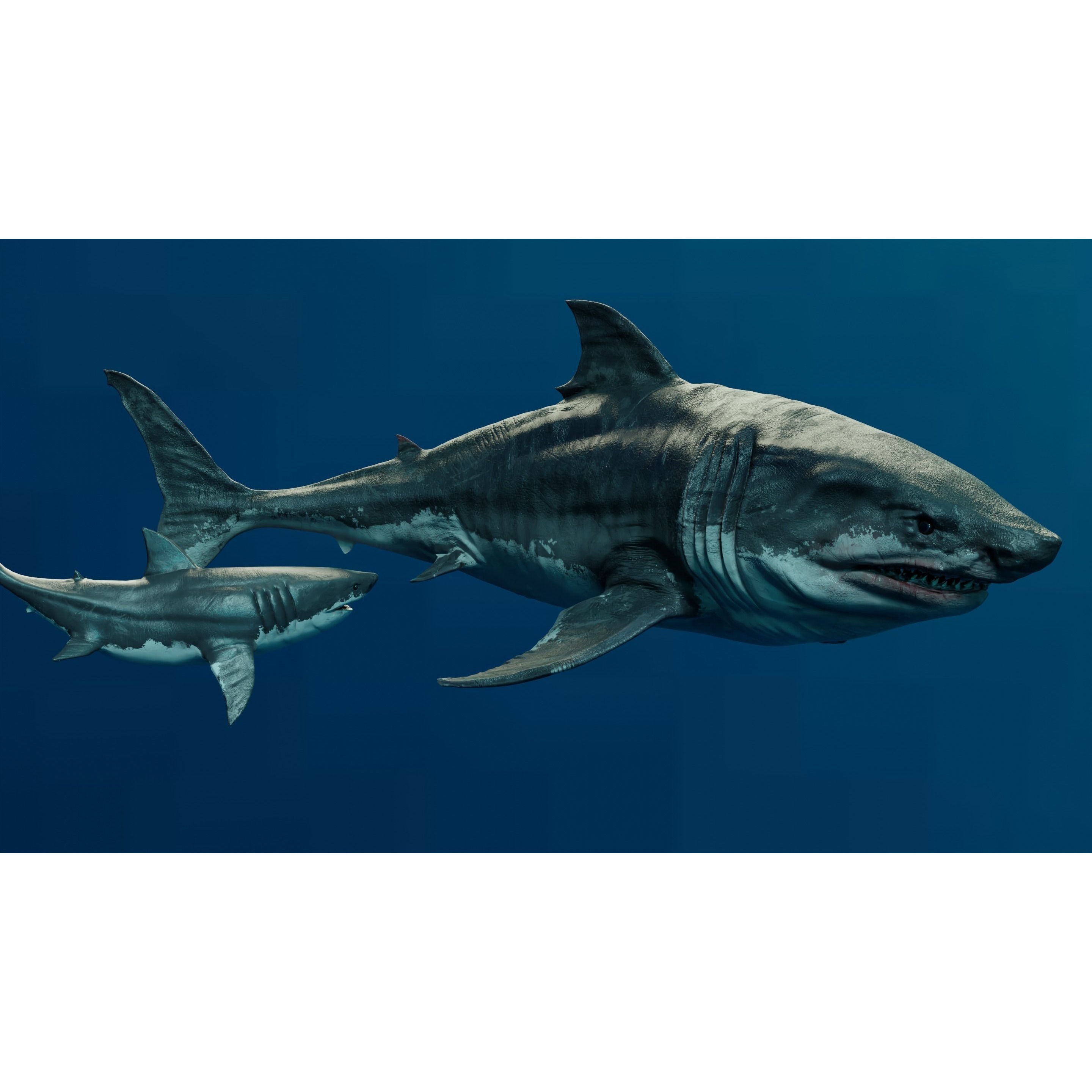 White Shark Animated Low-poly 3D model 2