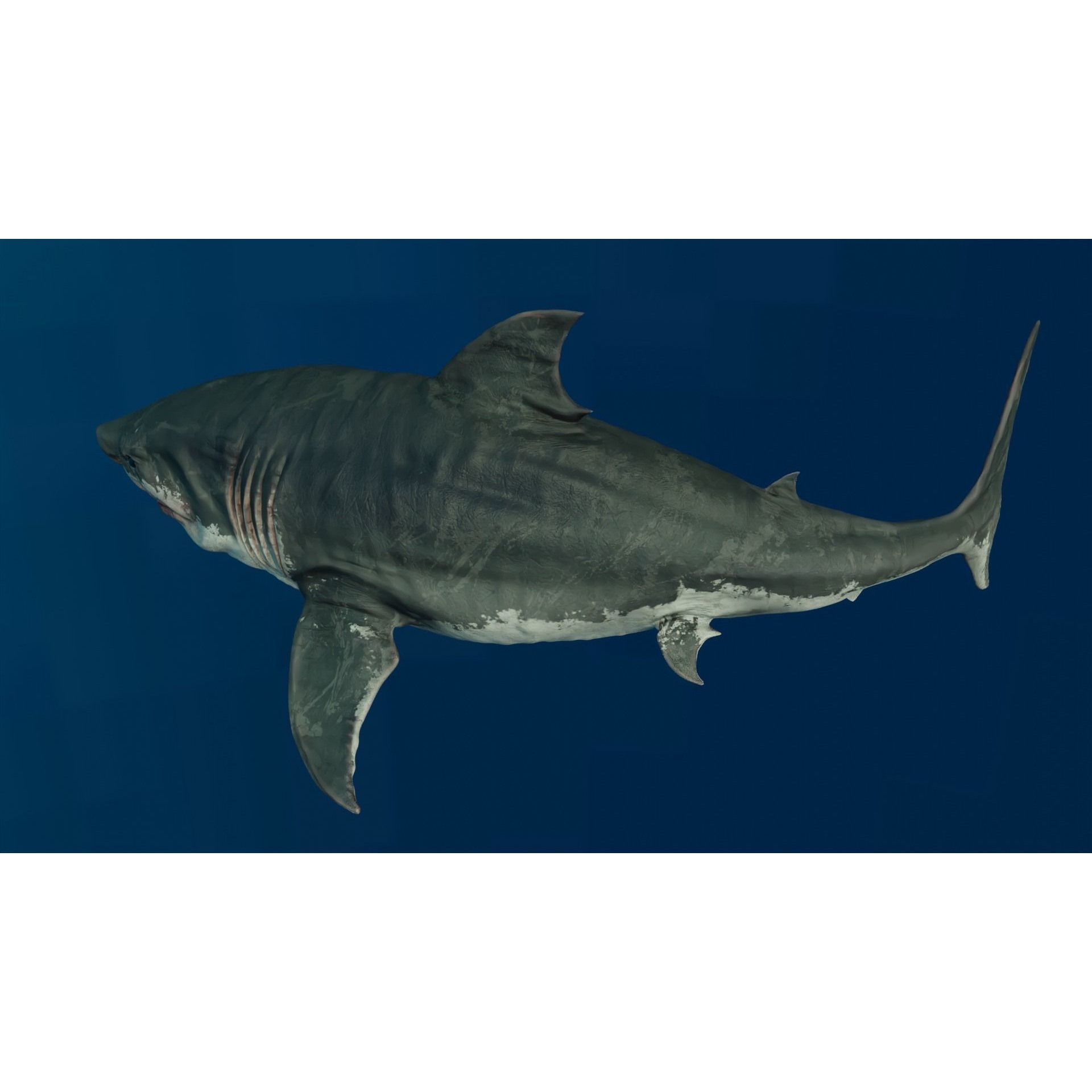 White Shark Animated Low-poly 3D model 3