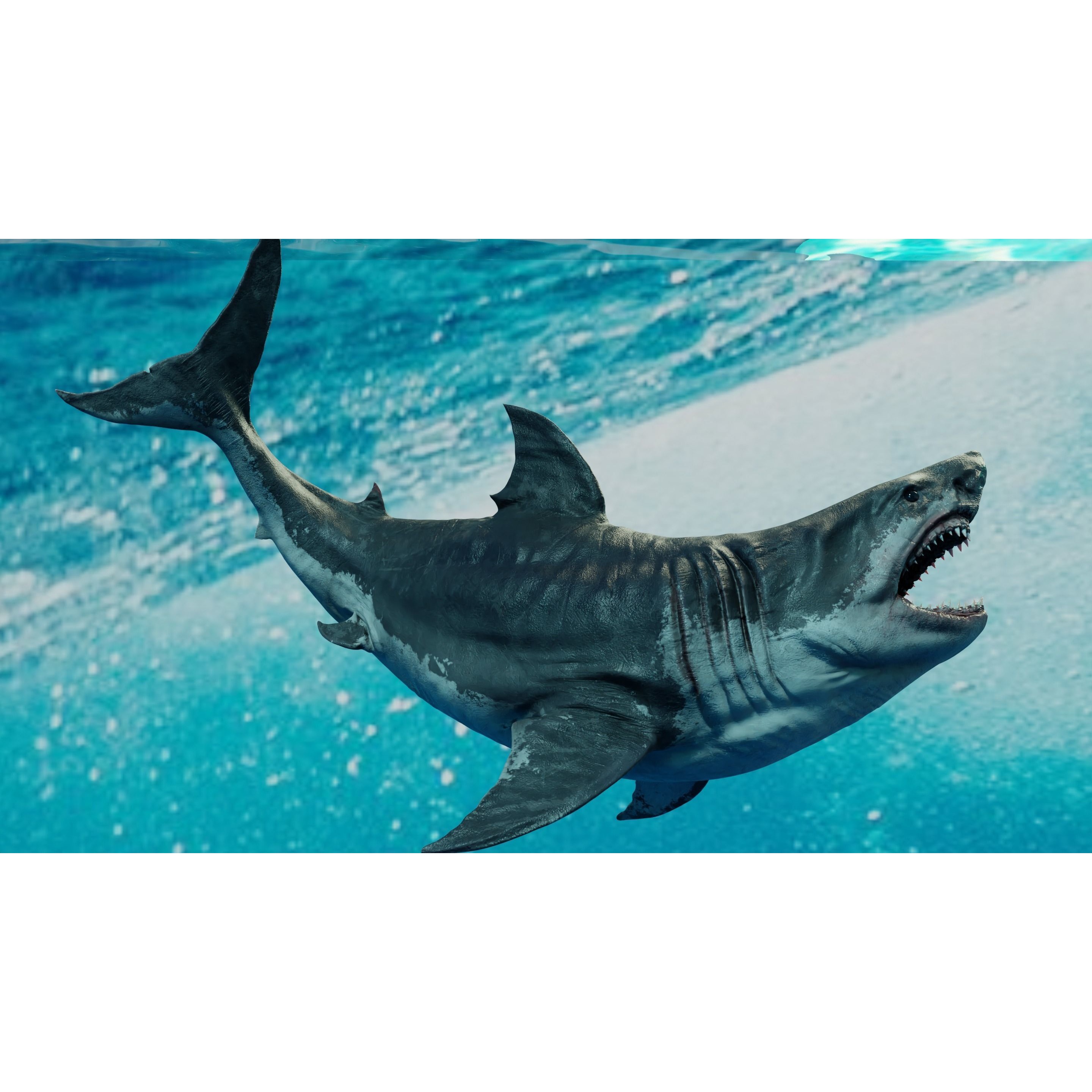 White Shark Animated Low-poly 3D model 4