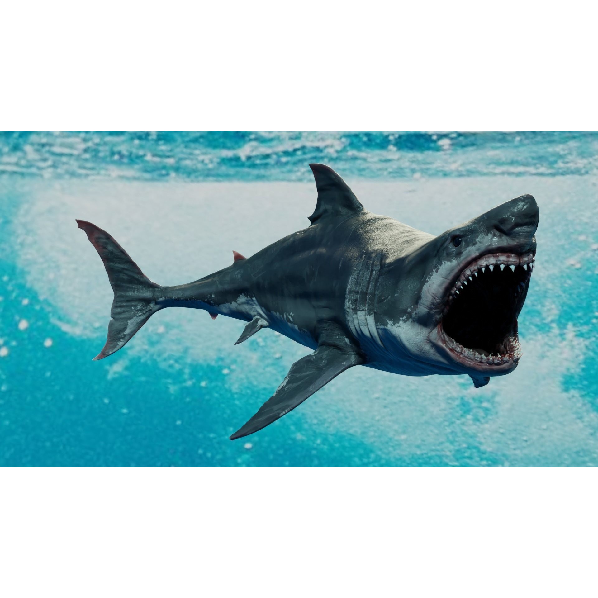 White Shark Animated Low-poly 3D model 5
