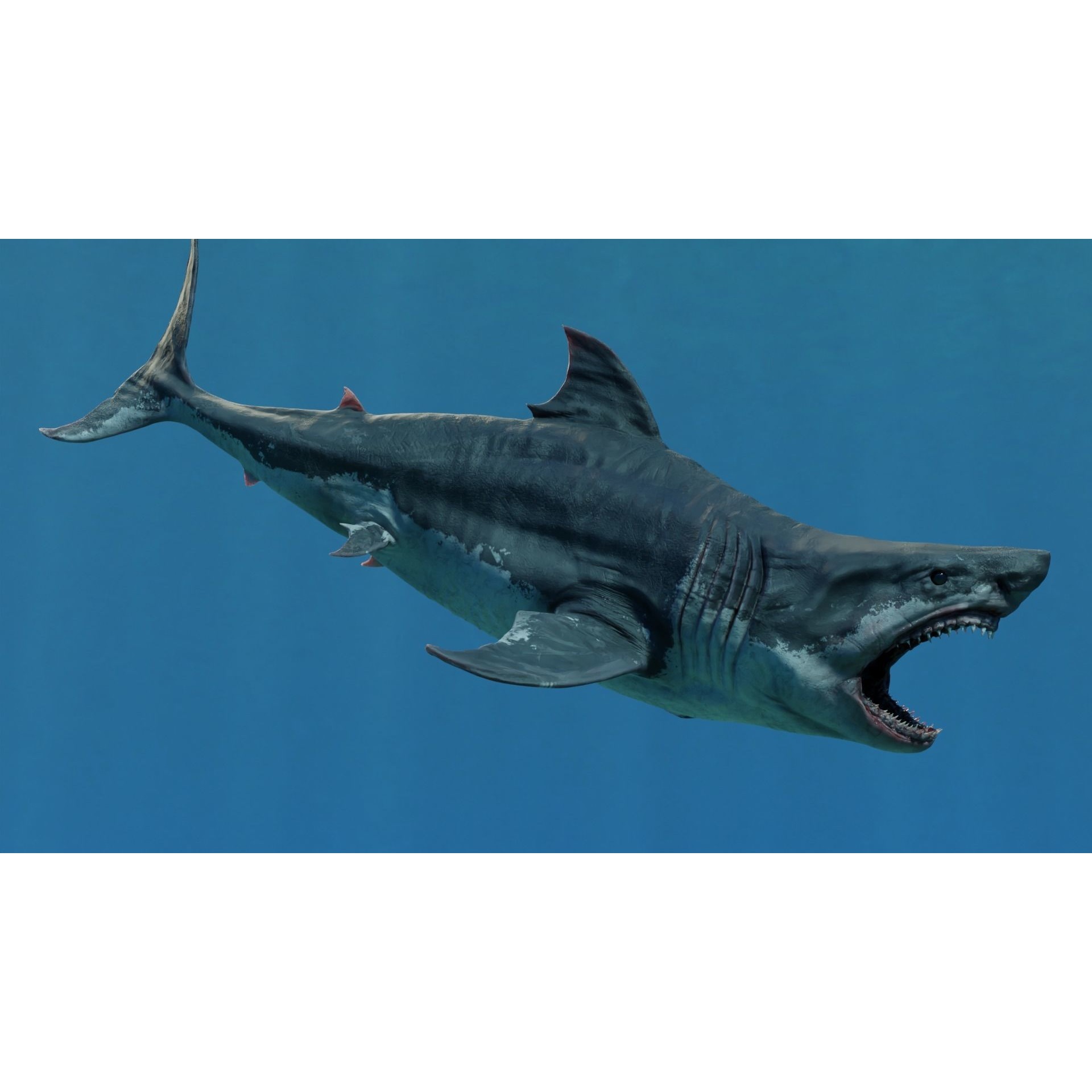 White Shark Animated Low-poly 3D model 6