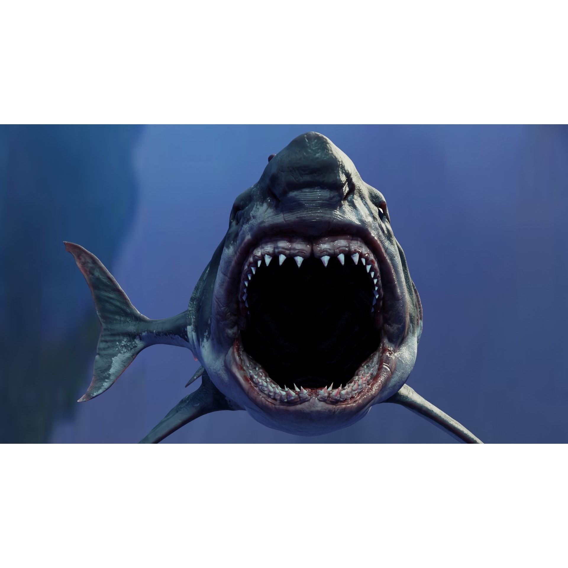 White Shark Animated Low-poly 3D model 7